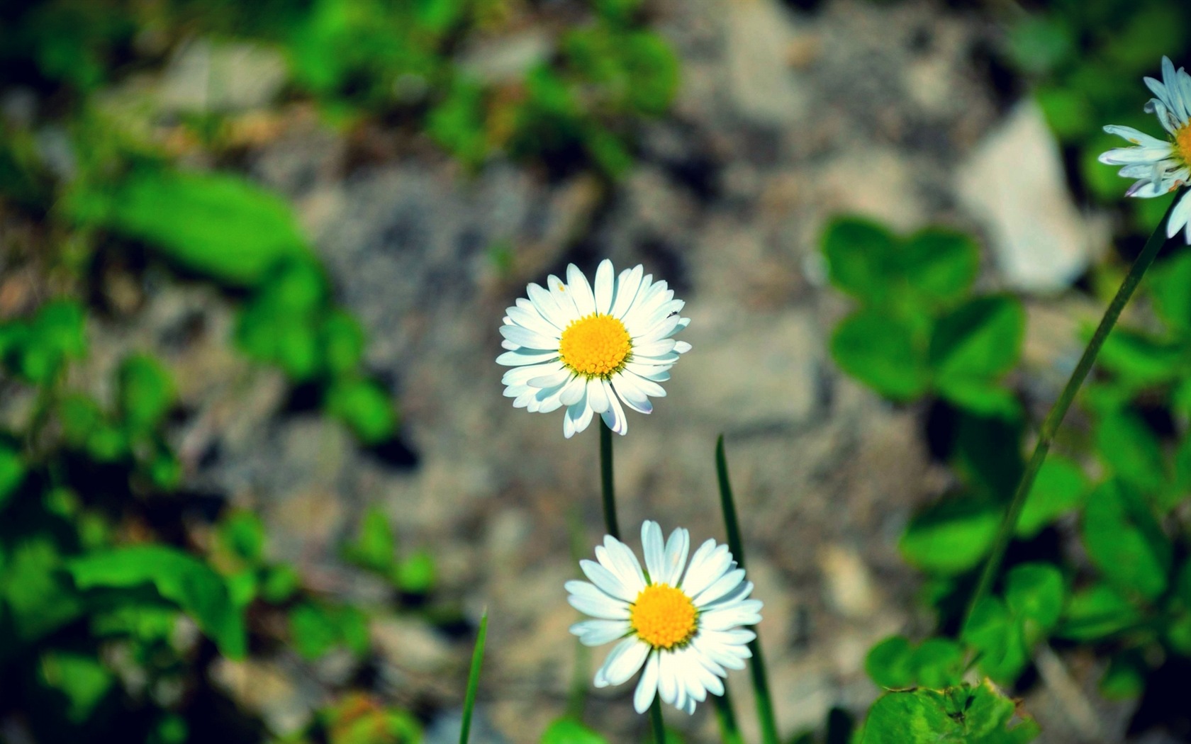 Couleurs brillantes, belles fleurs fonds d'écran HD #20 - 1680x1050