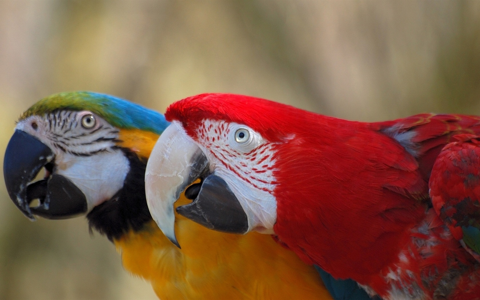 guacamayo primer plano HD fondos de pantalla #6 - 1680x1050