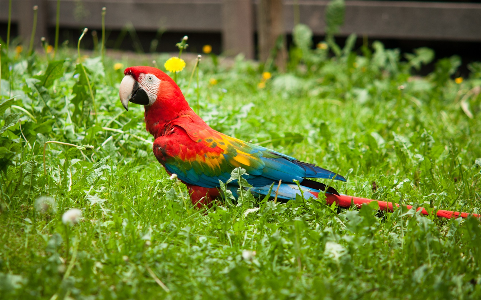 guacamayo primer plano HD fondos de pantalla #8 - 1680x1050