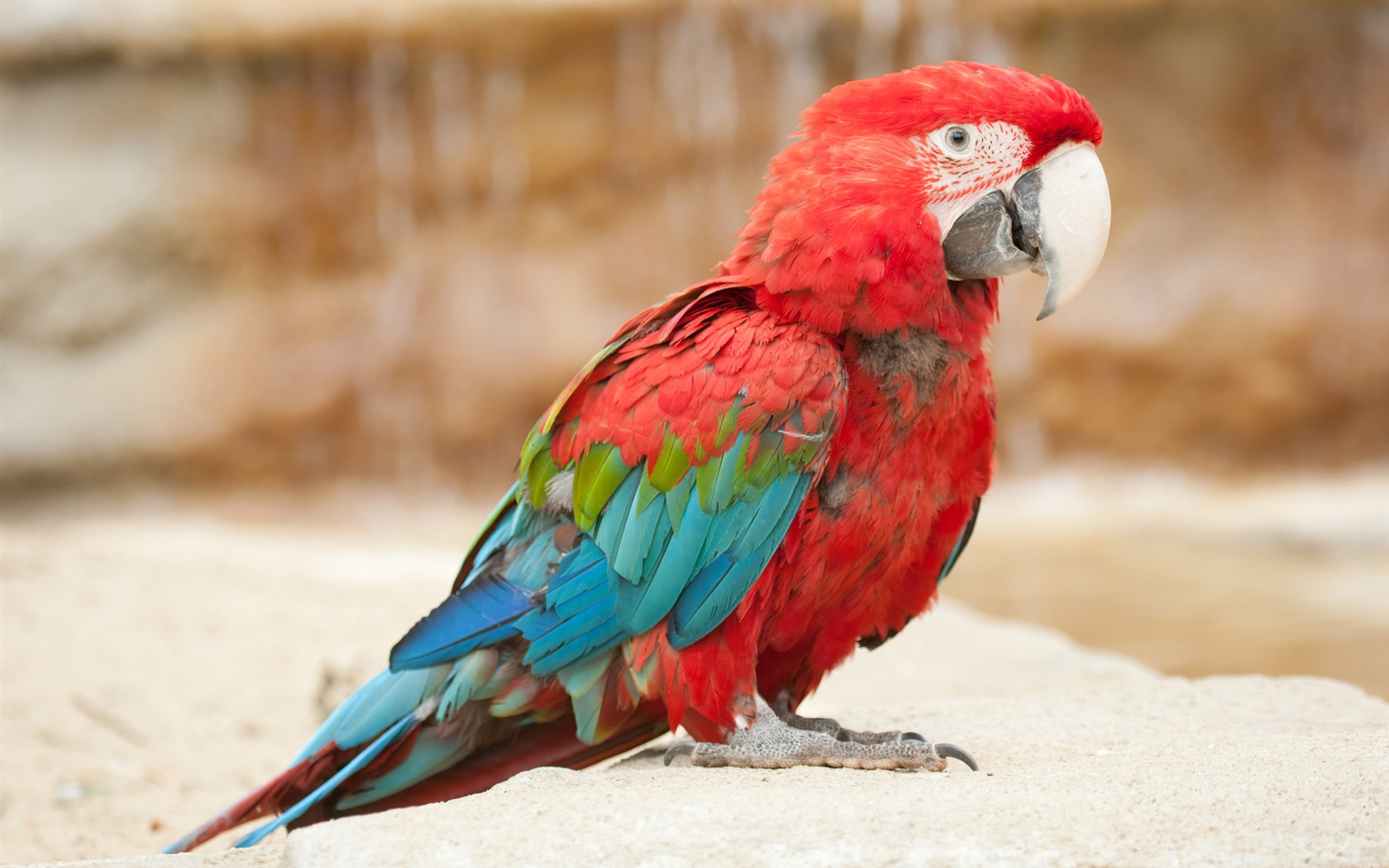 macaw close-up HD Tapety na plochu #17 - 1680x1050