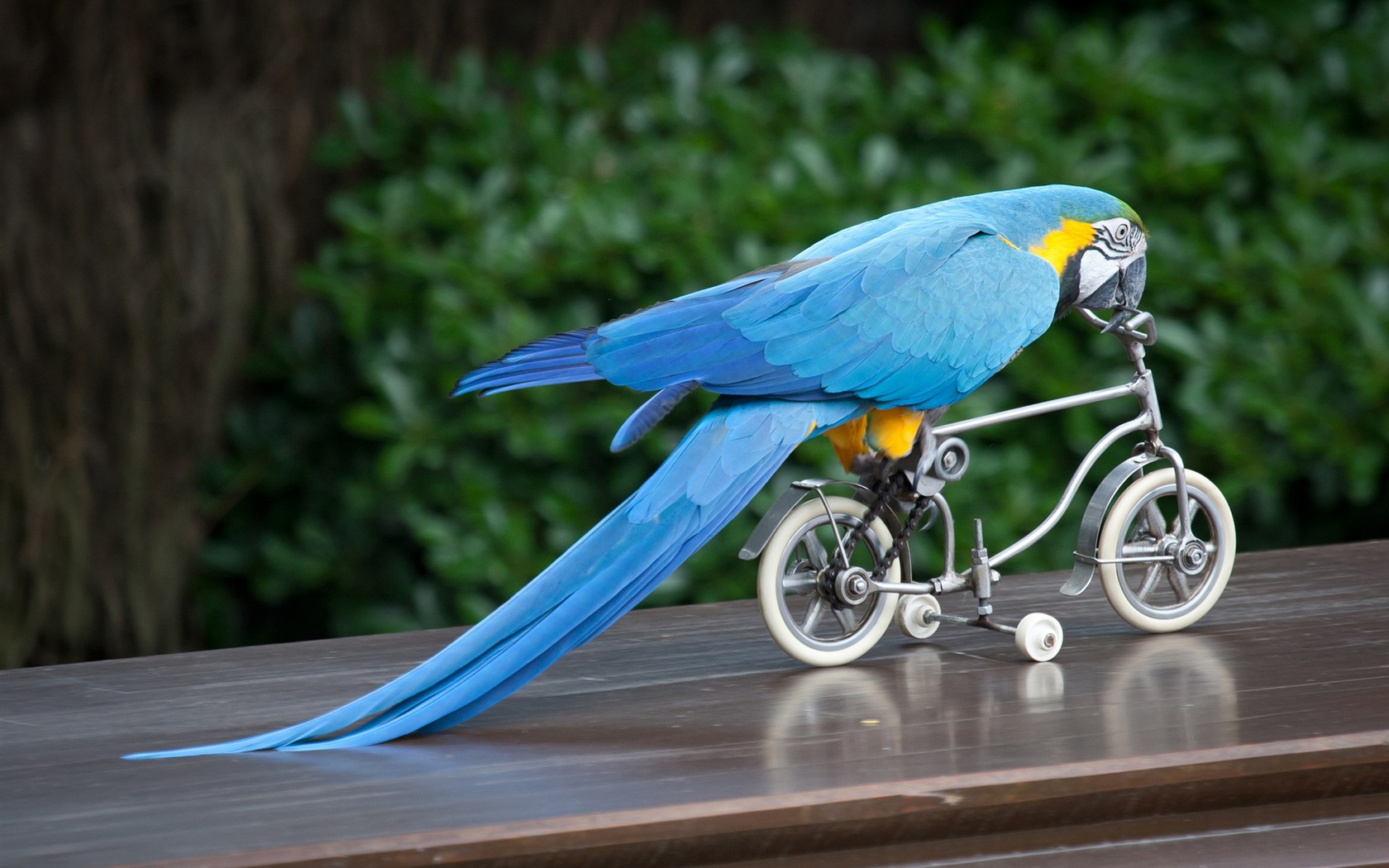 macaw close-up HD Tapety na plochu #20 - 1680x1050