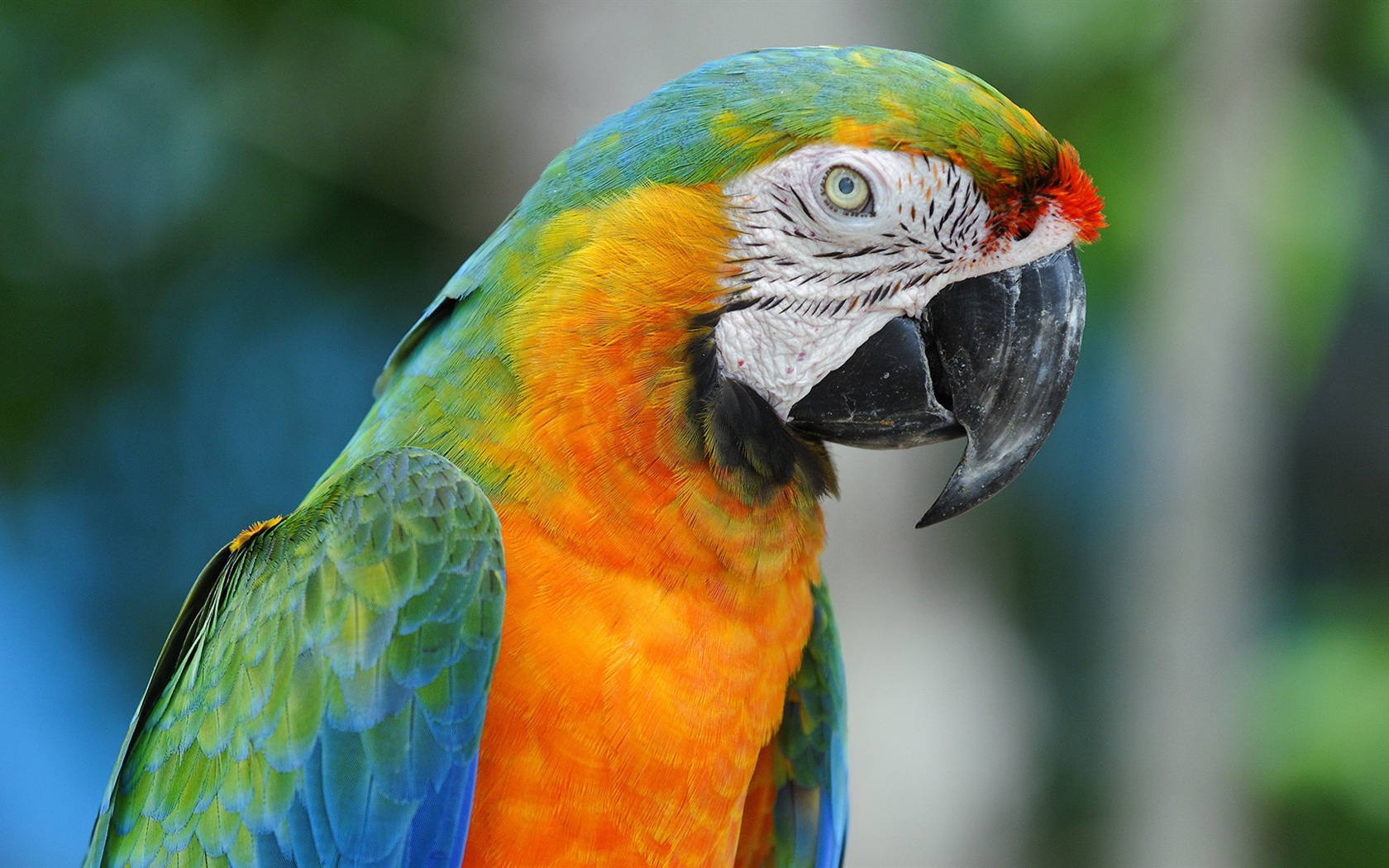 macaw close-up HD Tapety na plochu #21 - 1680x1050