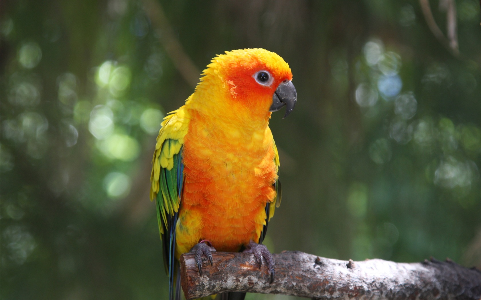 Macaw close-up HD wallpapers #23 - 1680x1050