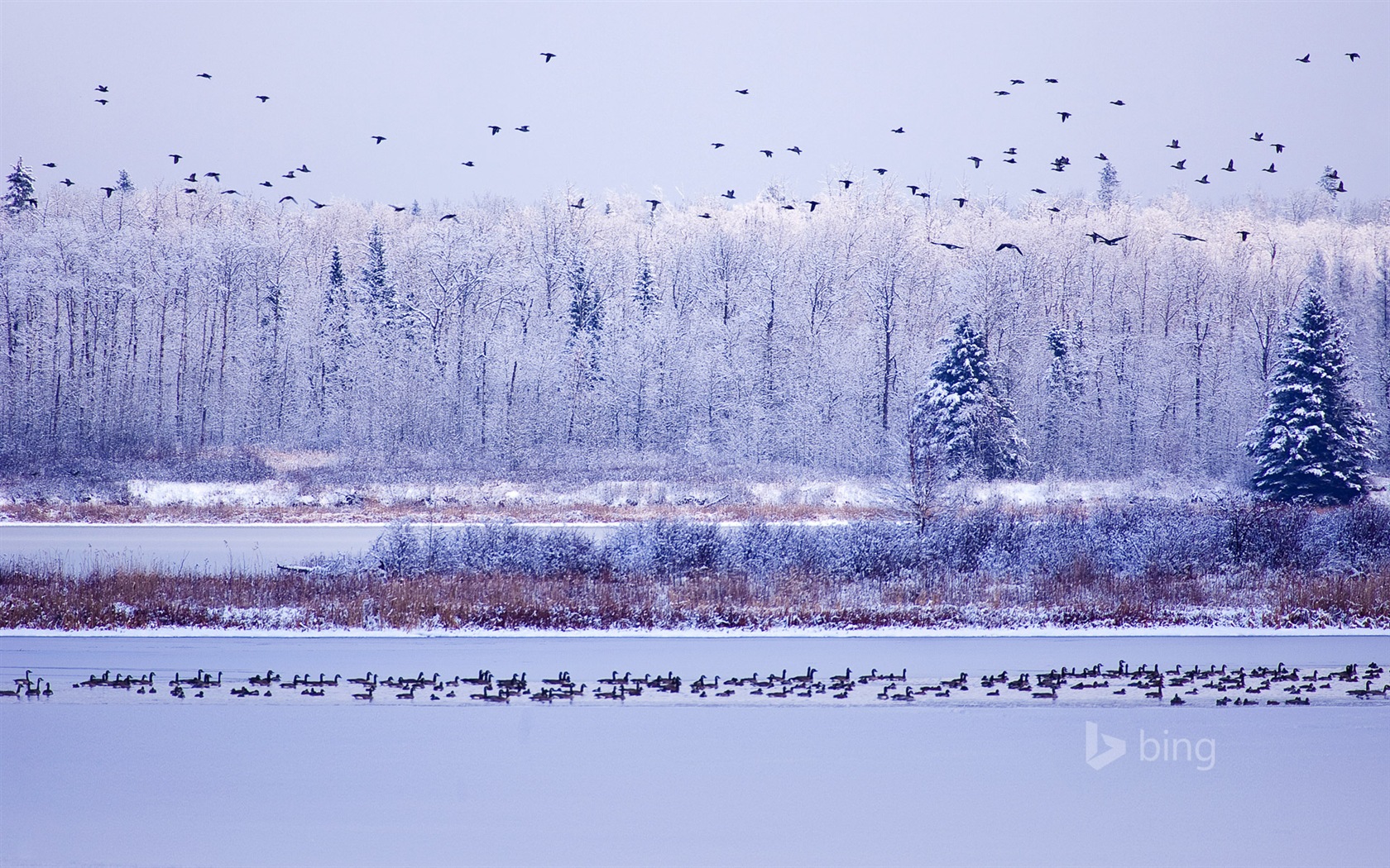 12. 2014 Bing HD tapety na plochu #2 - 1680x1050