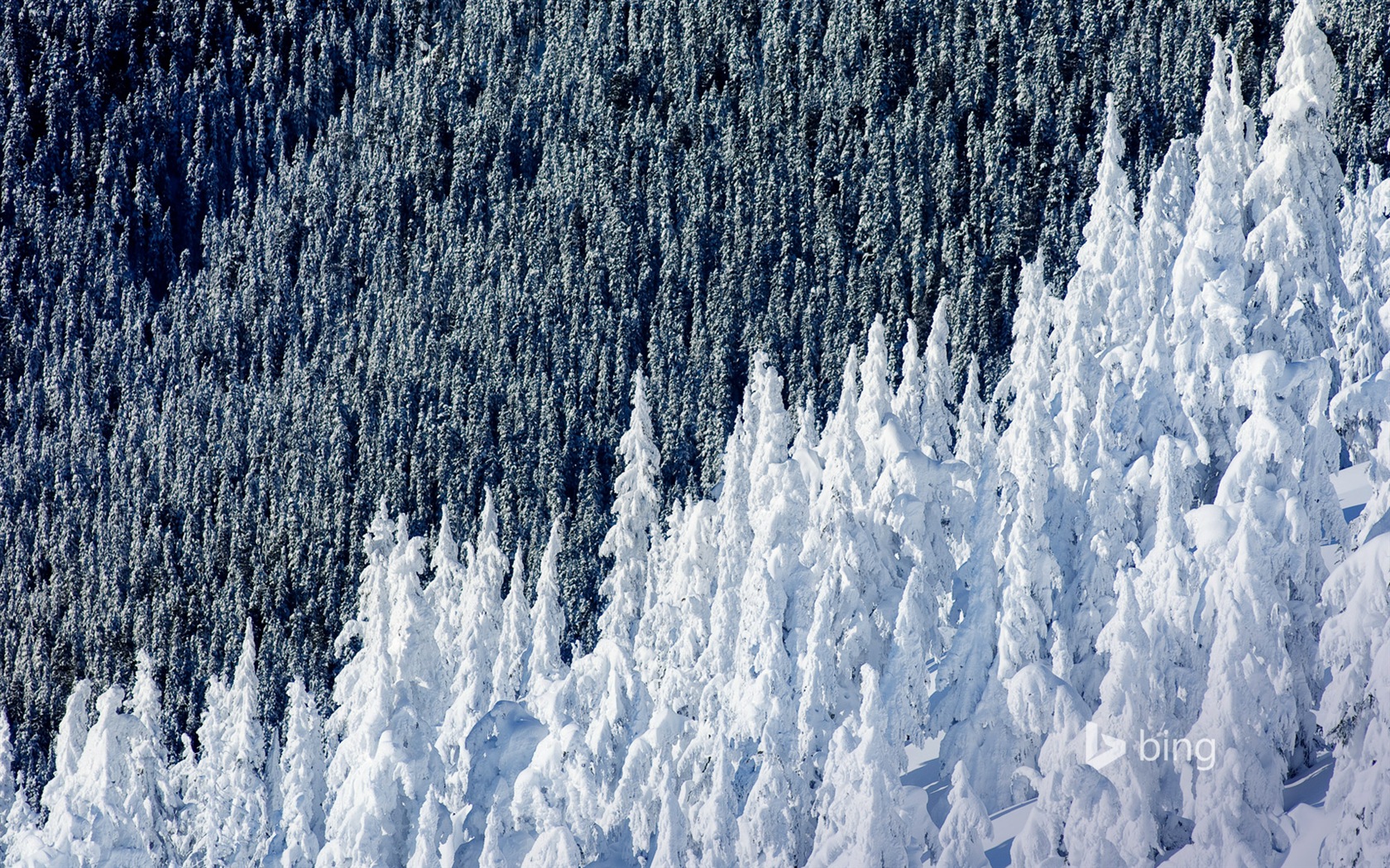 Décembre 2014 fonds d'écran HD Bing #29 - 1680x1050