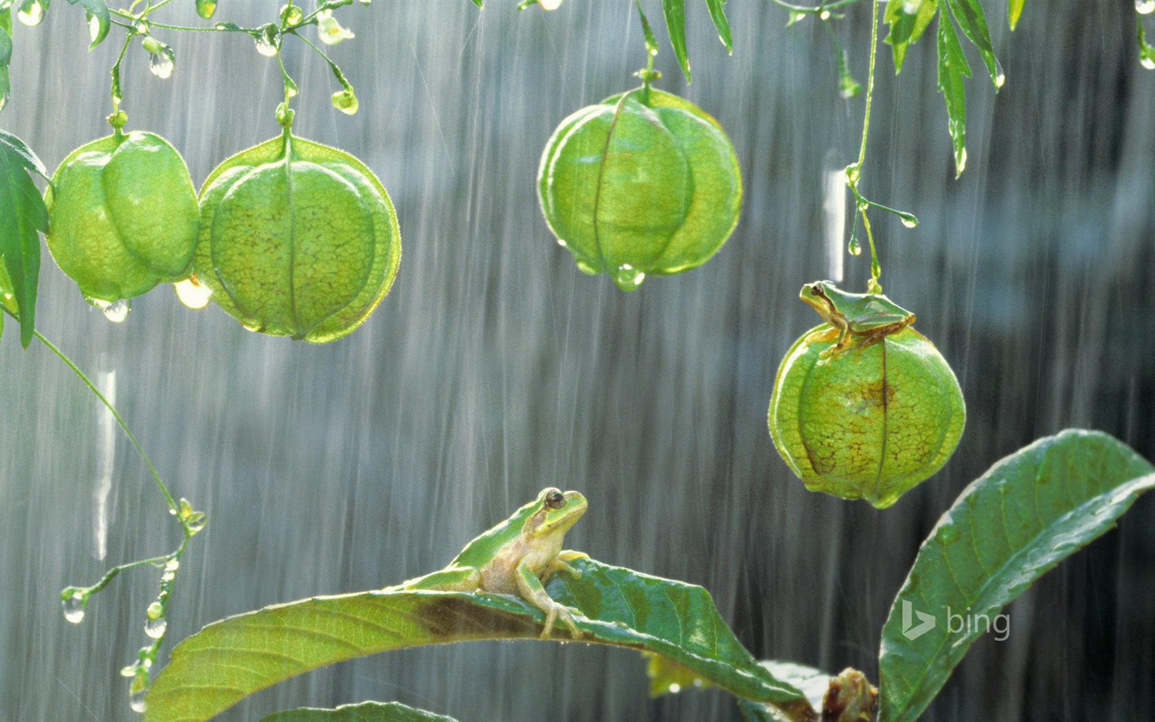 January 2015 Bing HD wallpapers #23 - 1680x1050