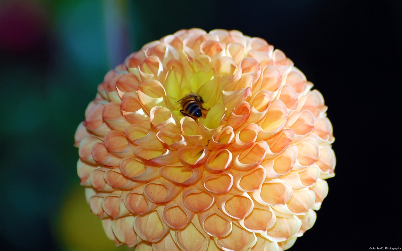 Windows 8 theme wallpaper, insects world #4 - 1680x1050