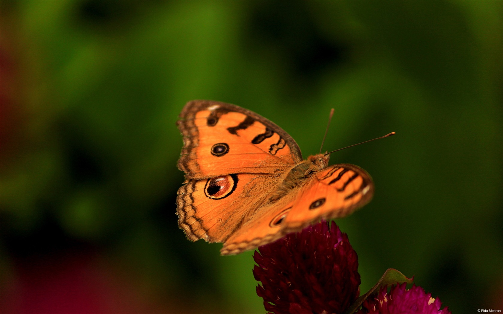 Windows 8主題壁紙，昆蟲的世界 #5 - 1680x1050