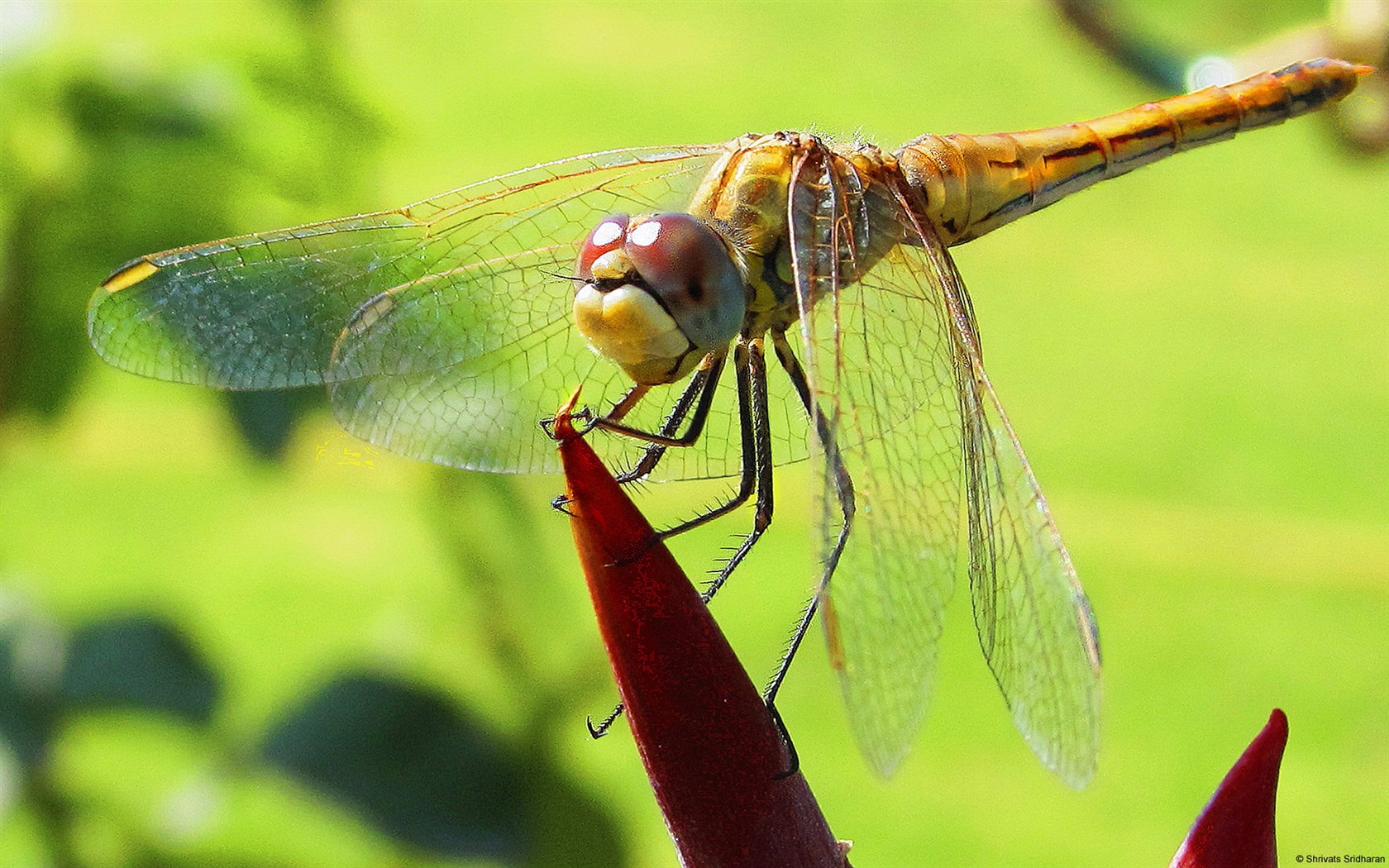 Windows 8 theme wallpaper, insects world #11 - 1680x1050