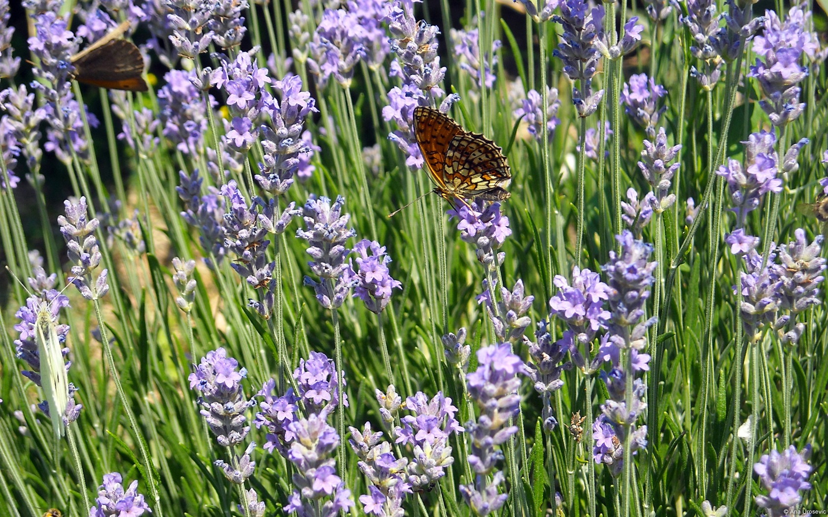 Windows 8 fond d'écran thème, insectes monde #17 - 1680x1050