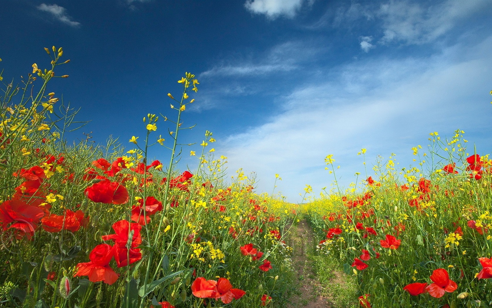 Frühlingsblumen blühen HD Wallpaper #9 - 1680x1050