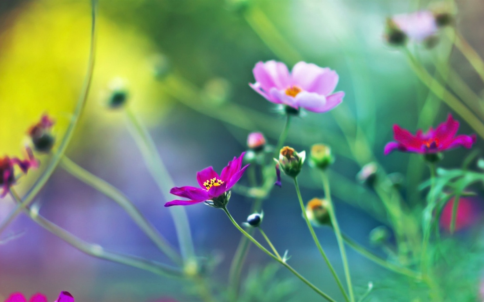 Spring flowers bloom HD Wallpapers #17 - 1680x1050