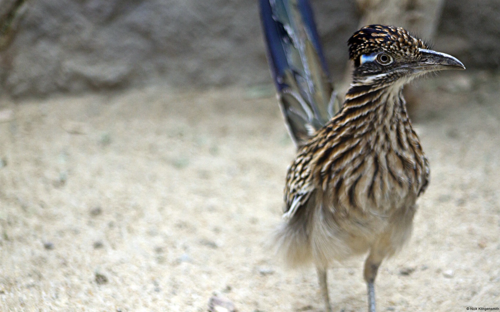 動物の楽しい、Windows 8のHDの壁紙 #14 - 1680x1050