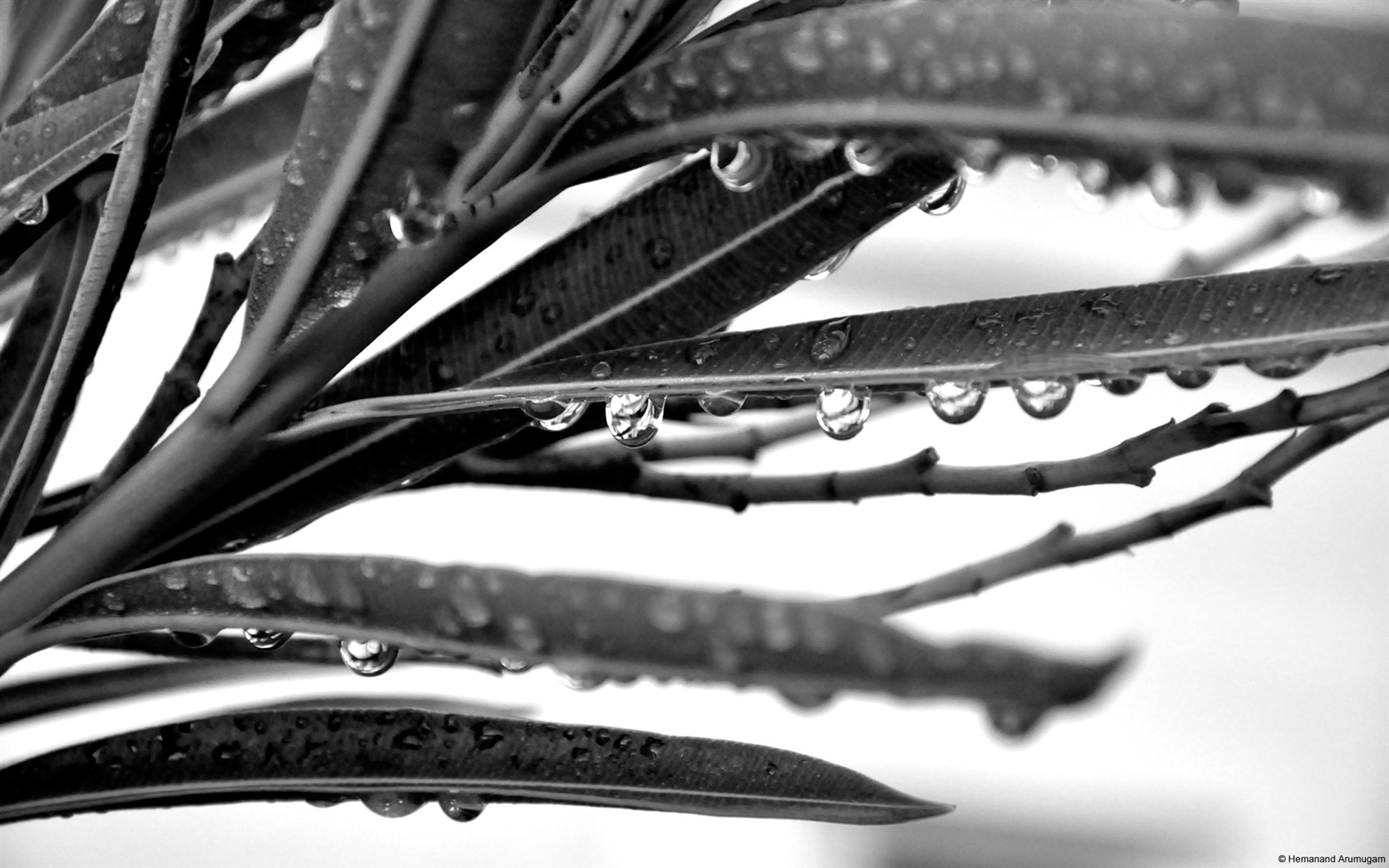 Umělecké fotografie, Windows 8 HD tapety na plochu #10 - 1680x1050
