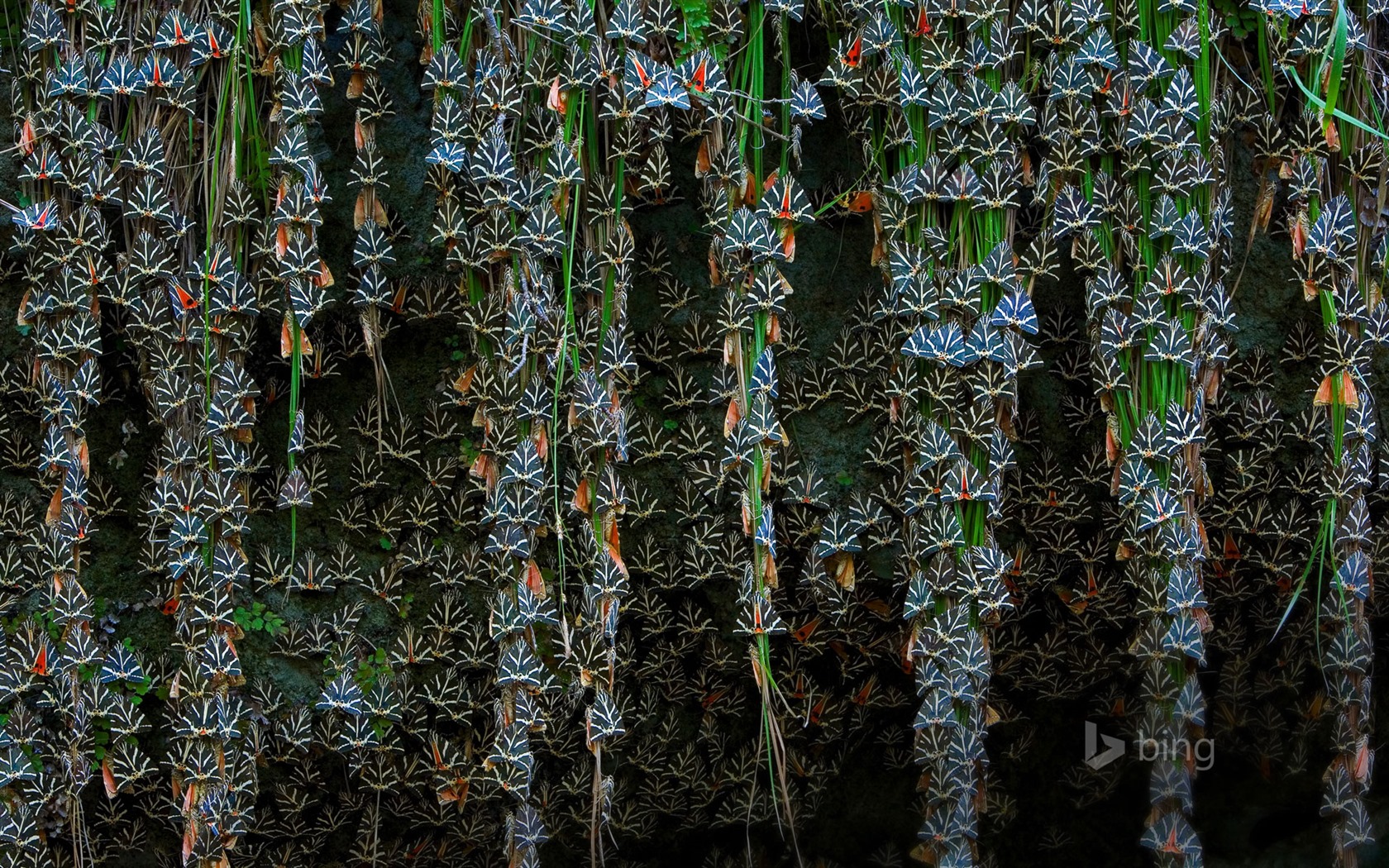 Dubna 2015 Bing HD tapety na plochu #4 - 1680x1050