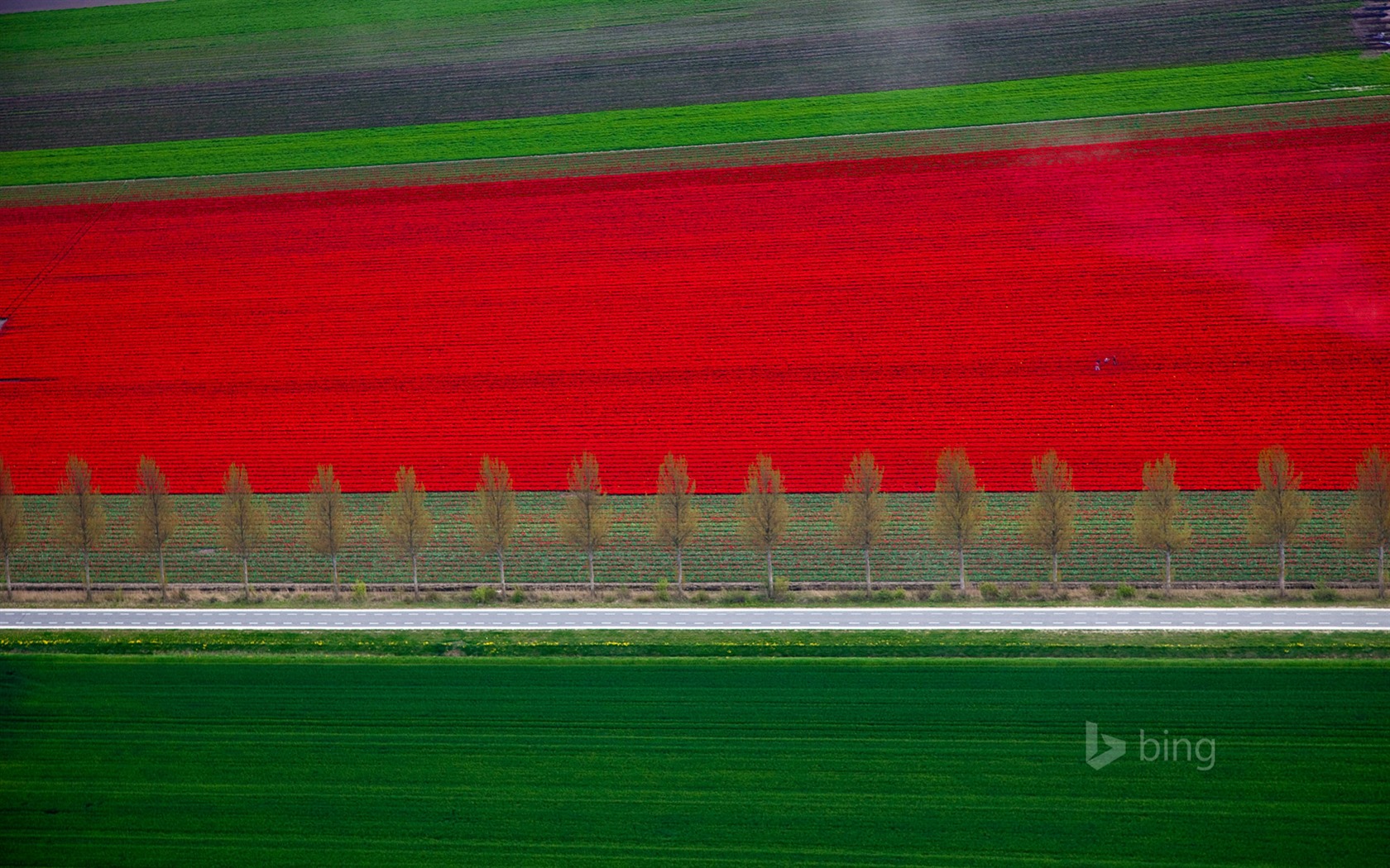 Května 2015 Bing HD tapety na plochu #30 - 1680x1050