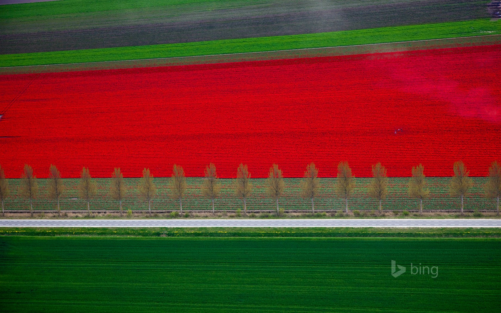 Mai 2015 fonds d'écran HD Bing #30 - 1680x1050