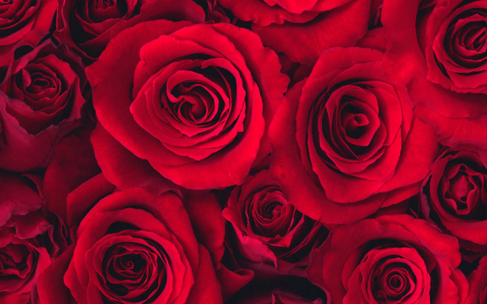 Krásné květy s rosy tapet HD #5 - 1680x1050