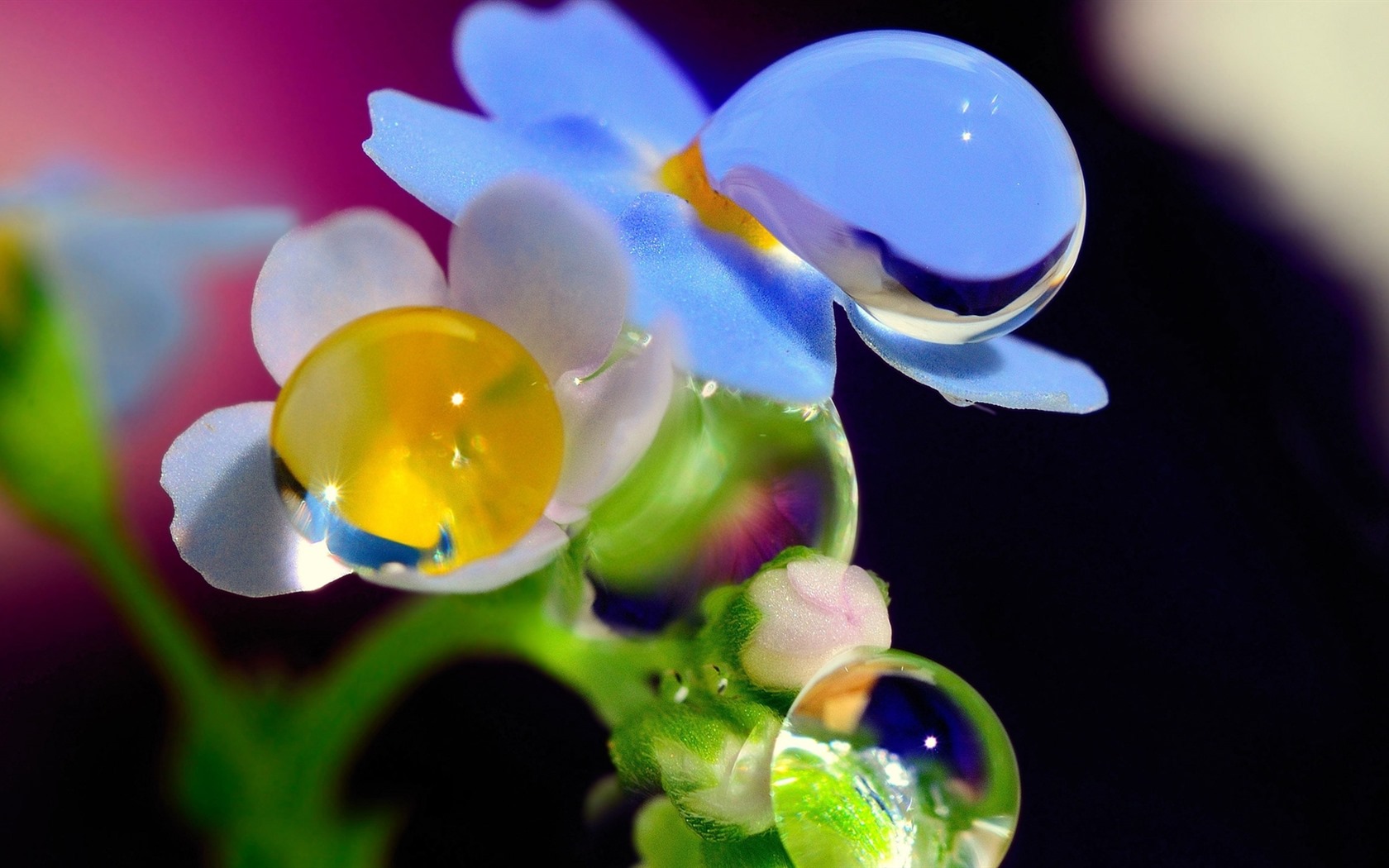 美丽的鲜花与露水 高清壁纸11 - 1680x1050