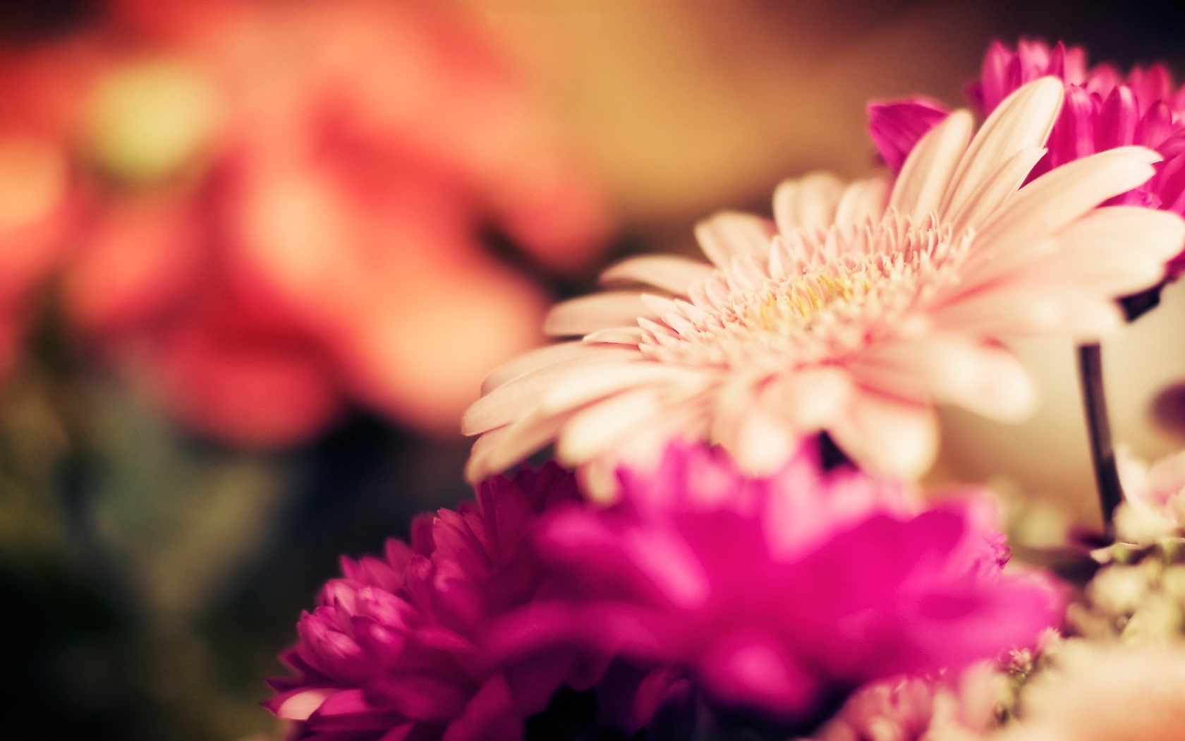 이슬의 HD 월페이퍼와 함께 아름 다운 꽃 #20 - 1680x1050