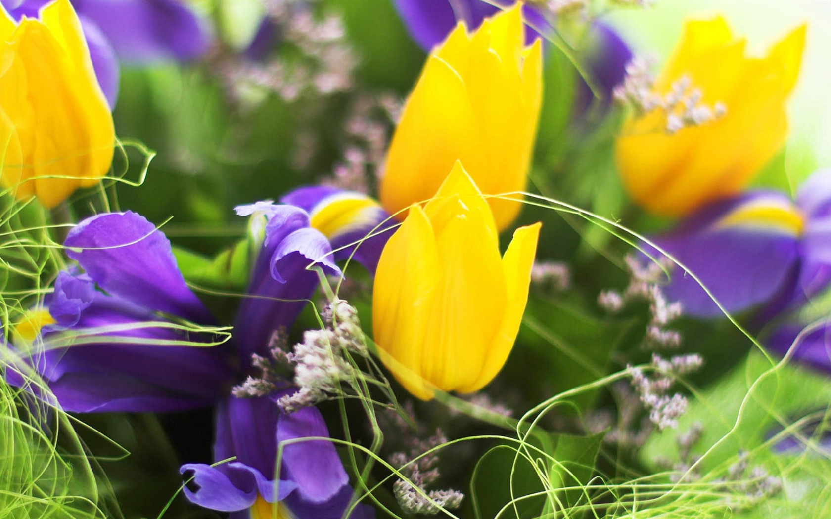 Fonds d'écran HD tulipes fleurs fraîches et colorées #2 - 1680x1050