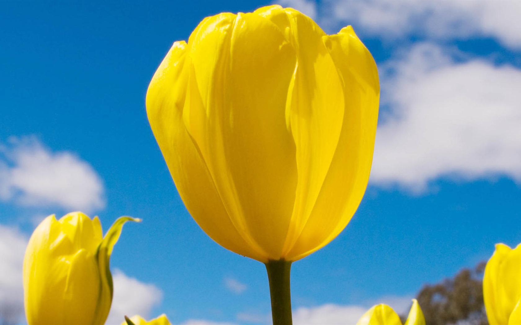 Fonds d'écran HD tulipes fleurs fraîches et colorées #3 - 1680x1050