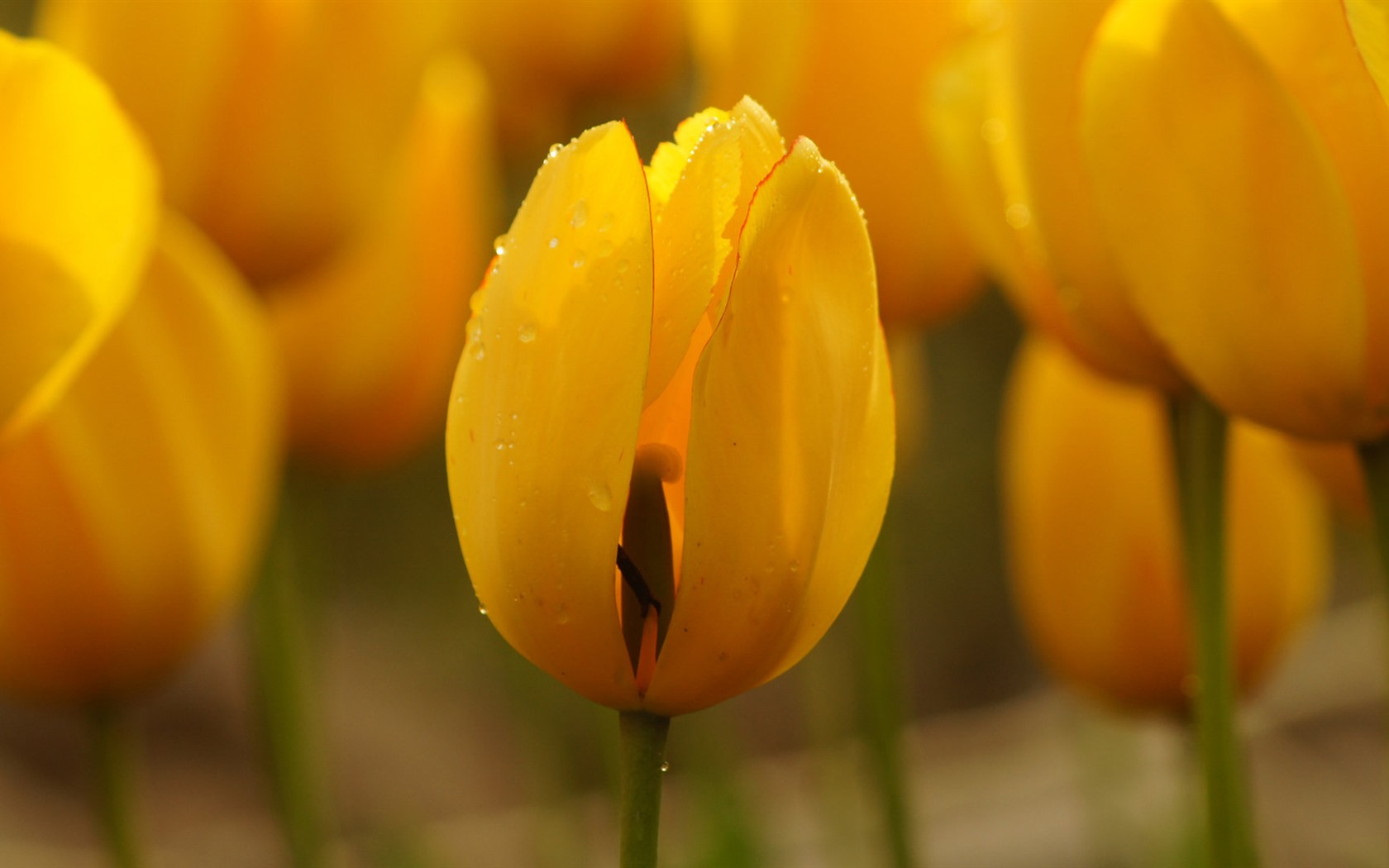 清新多彩的郁金香花 高清壁纸10 - 1680x1050