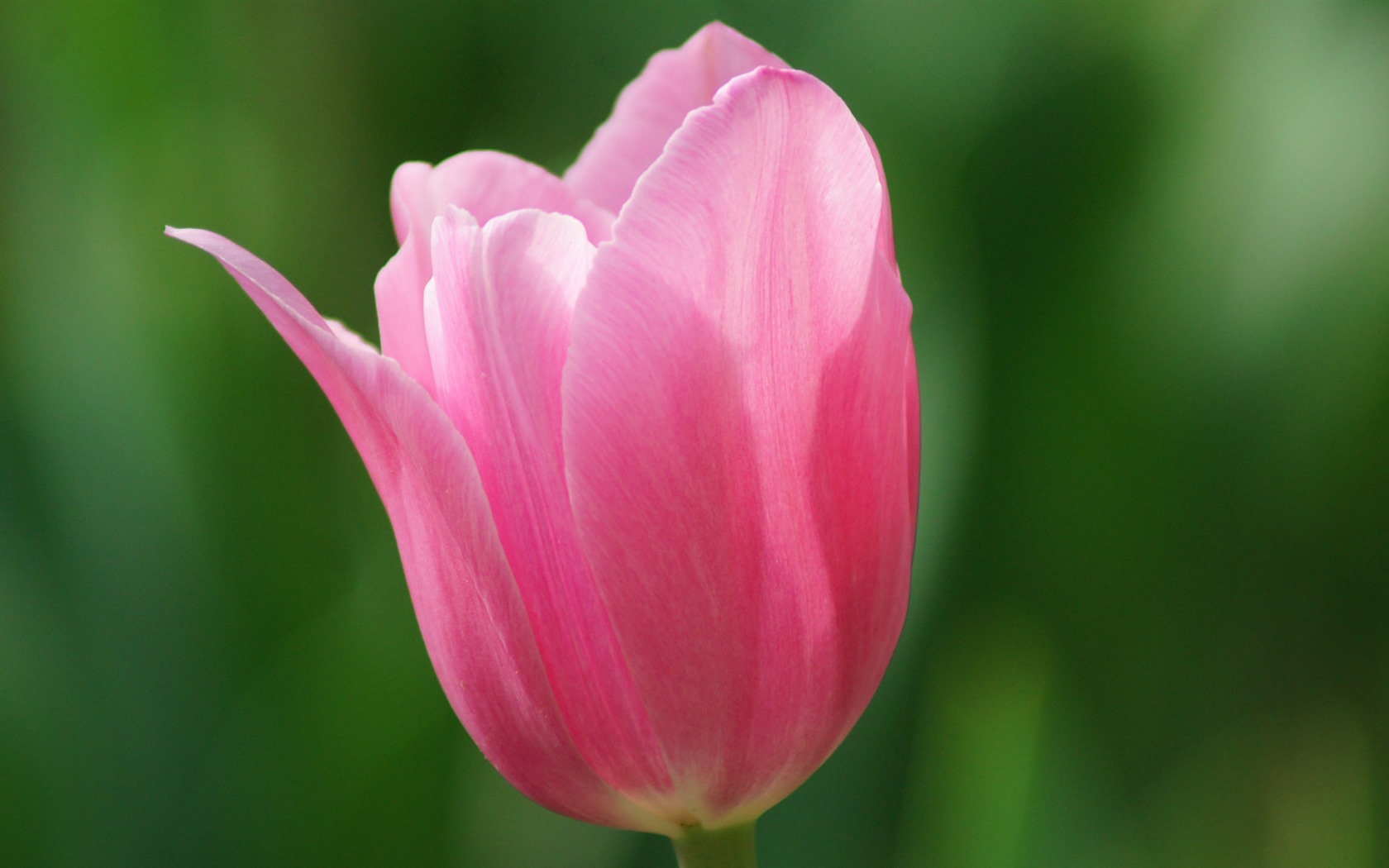 Fonds d'écran HD tulipes fleurs fraîches et colorées #14 - 1680x1050