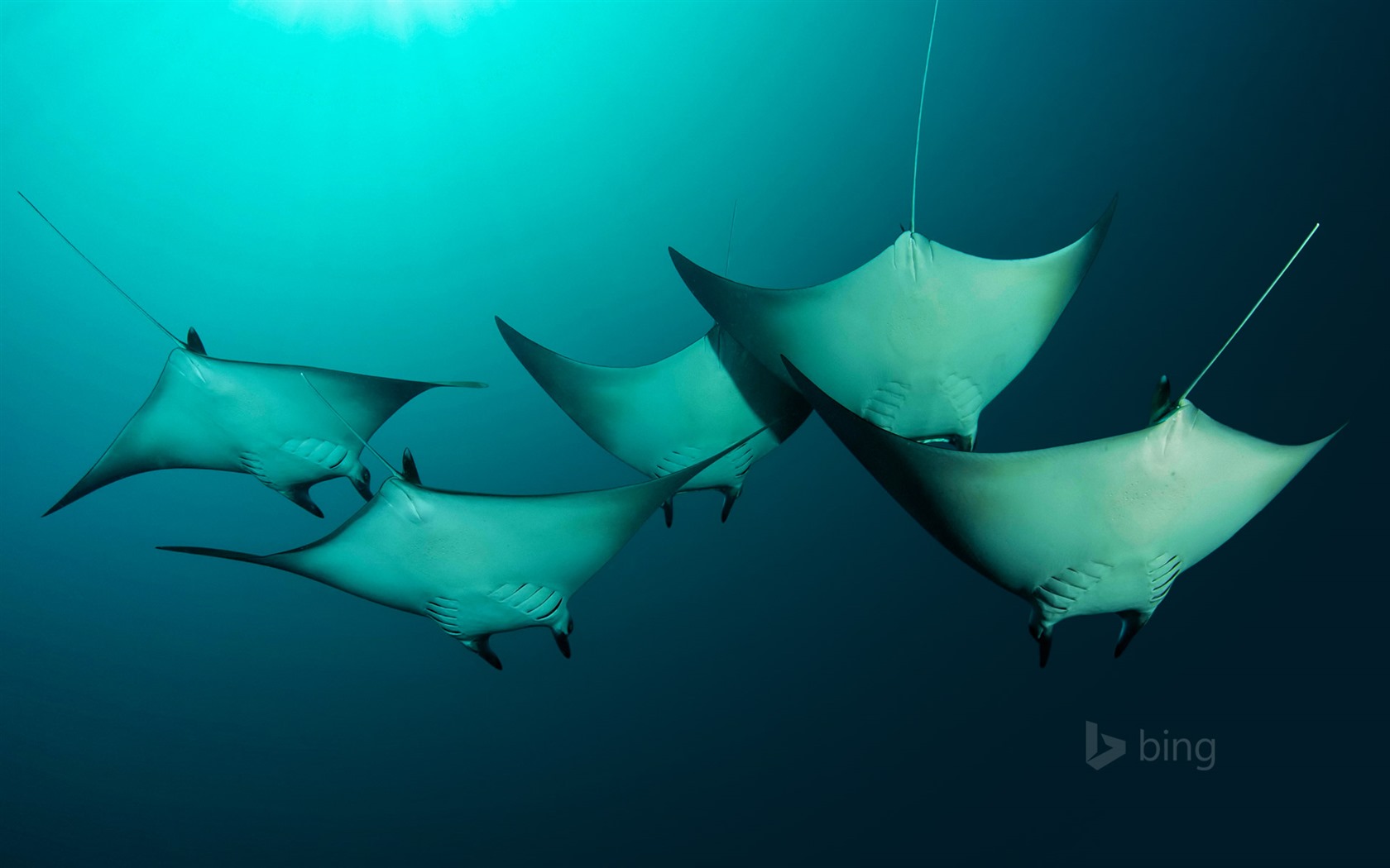 January 2016 Bing theme HD wallpapers #9 - 1680x1050