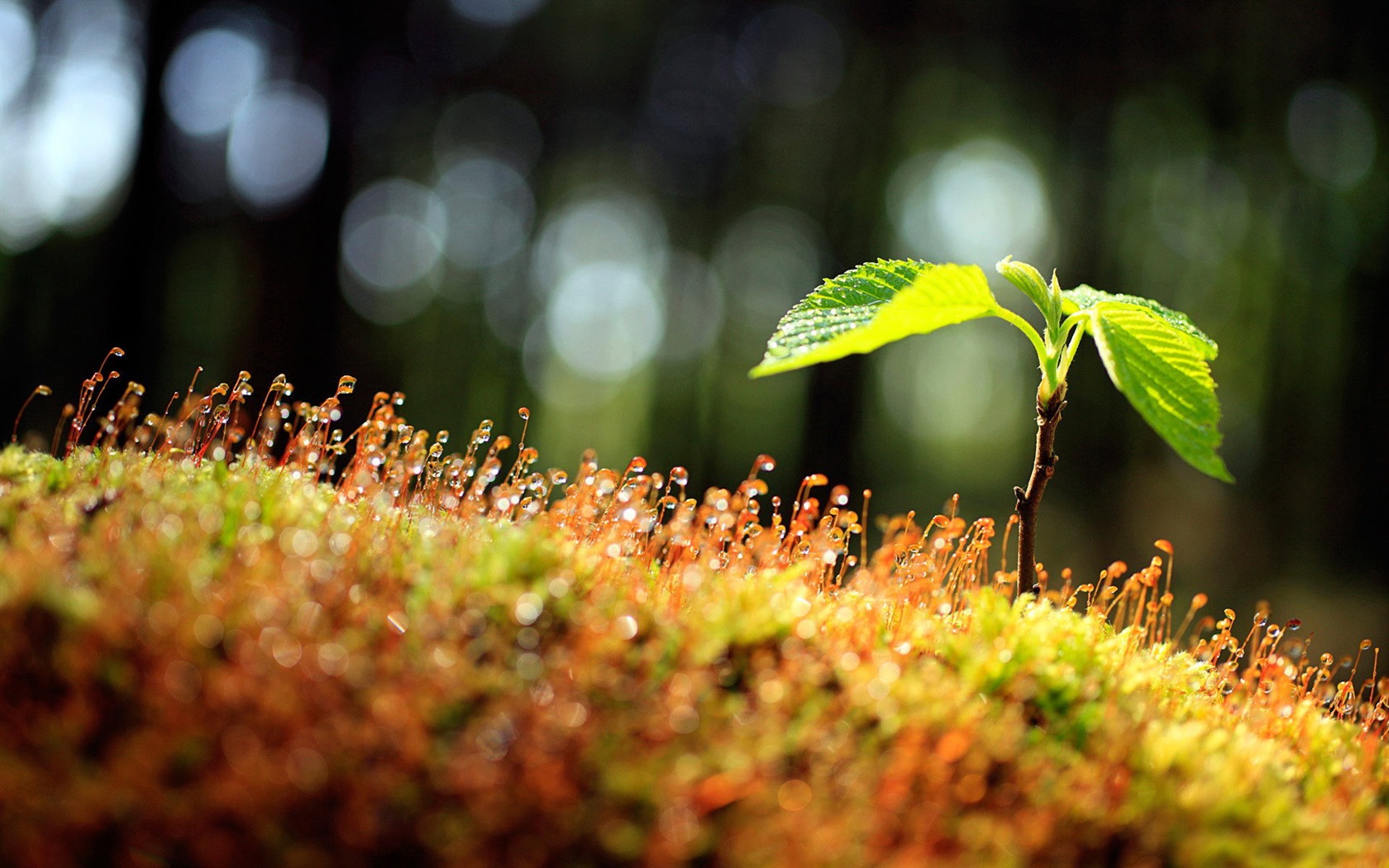 Fresh flowers and plants spring theme wallpapers #1 - 1680x1050