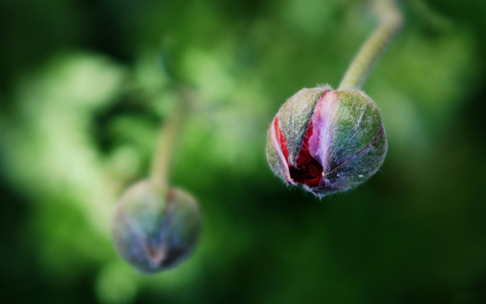 鲜花和植物春天主题壁纸2 - 1680x1050