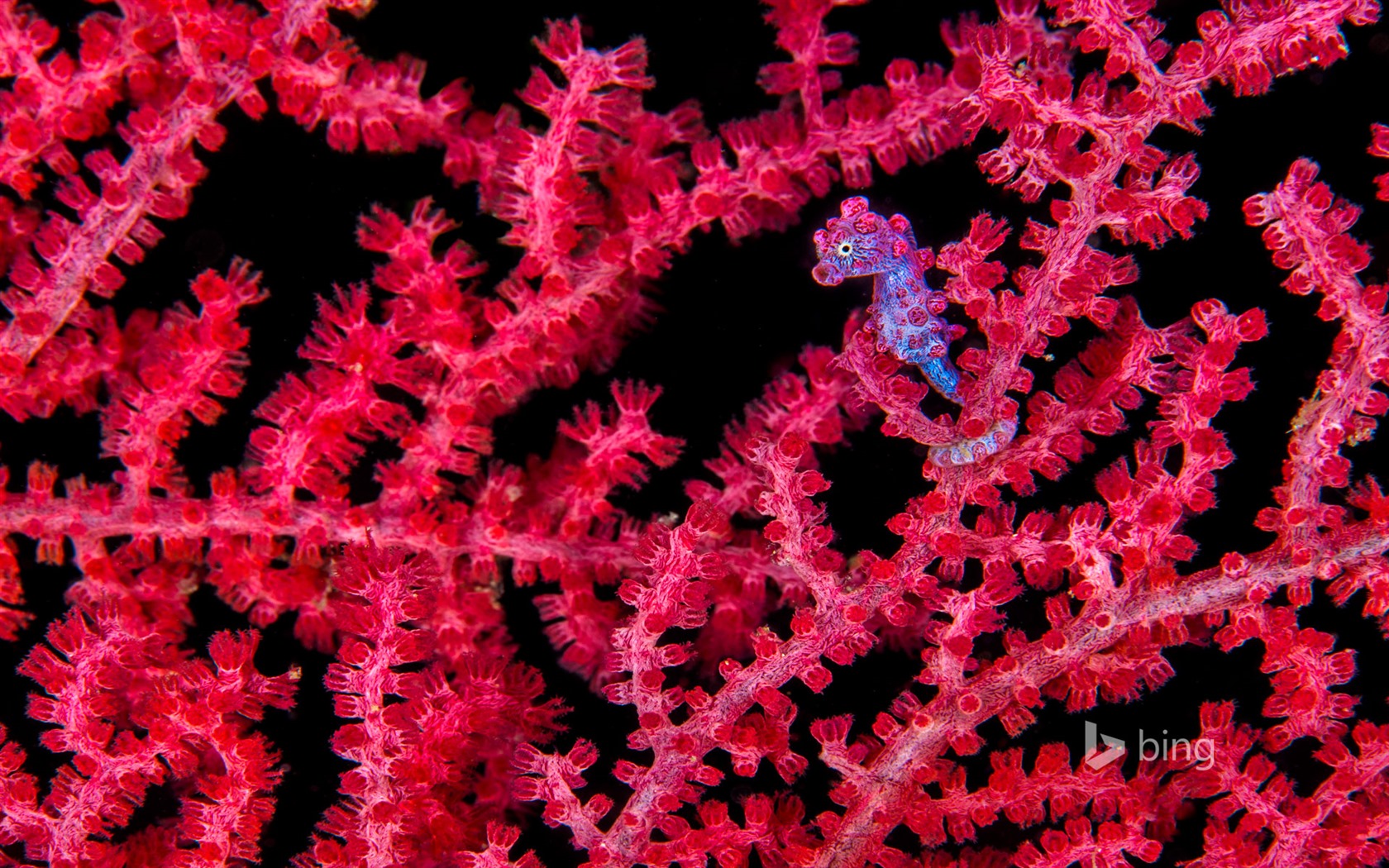 Únor 2016 Bing téma HD tapety na plochu #31 - 1680x1050