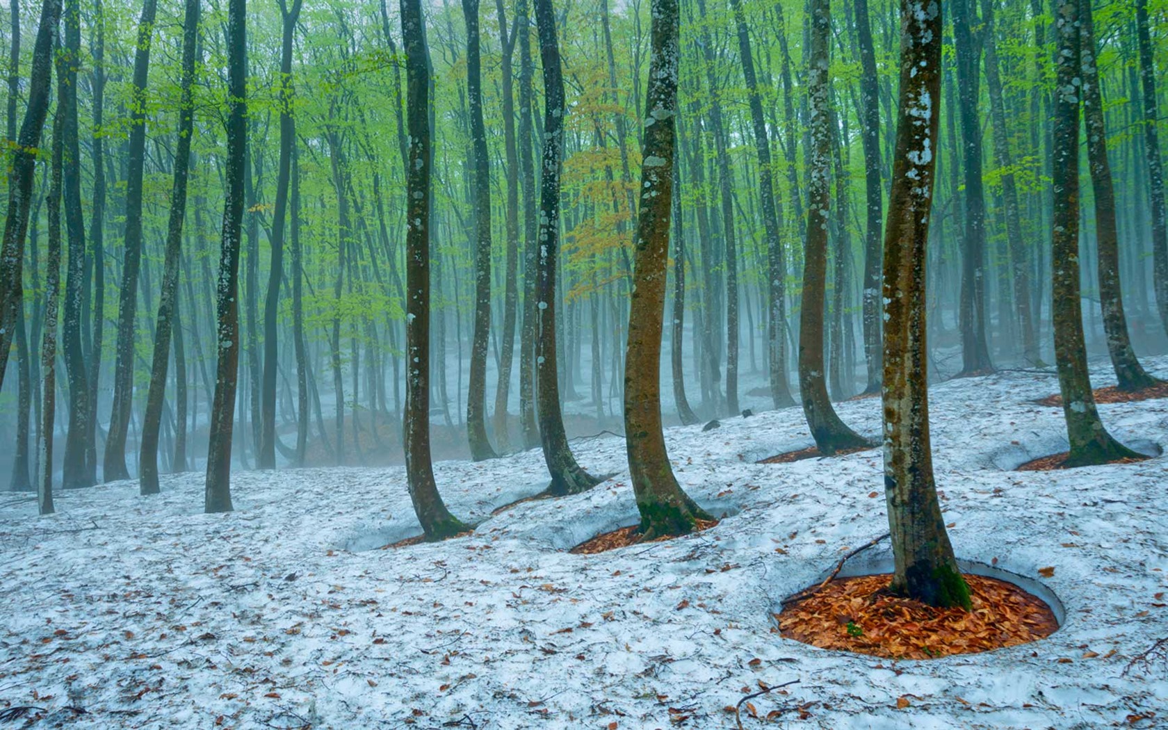 Března 2016 Bing téma HD tapety na plochu #34 - 1680x1050