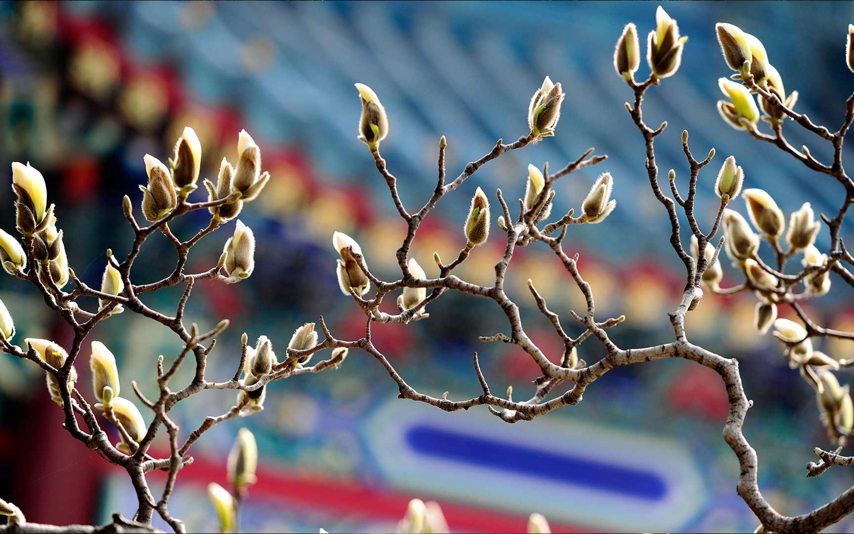 Března 2016 Bing téma HD tapety na plochu #36 - 1680x1050