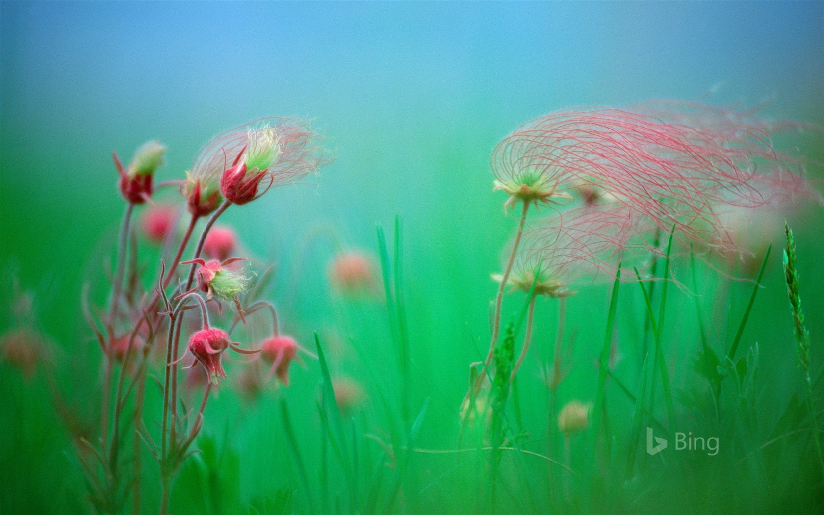 Duben 2016 Bing téma HD tapety na plochu #28 - 1680x1050