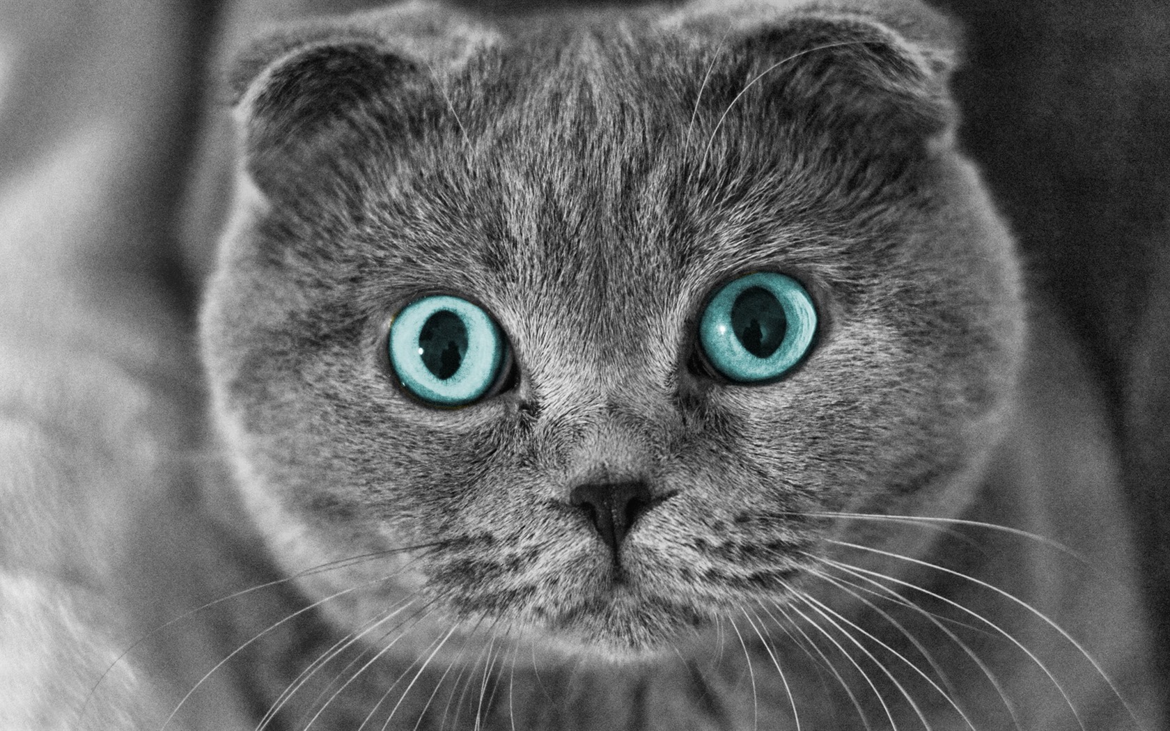 Roztomilé domácí zvířata, Scottish Fold kočka HD tapety na plochu #1 - 1680x1050