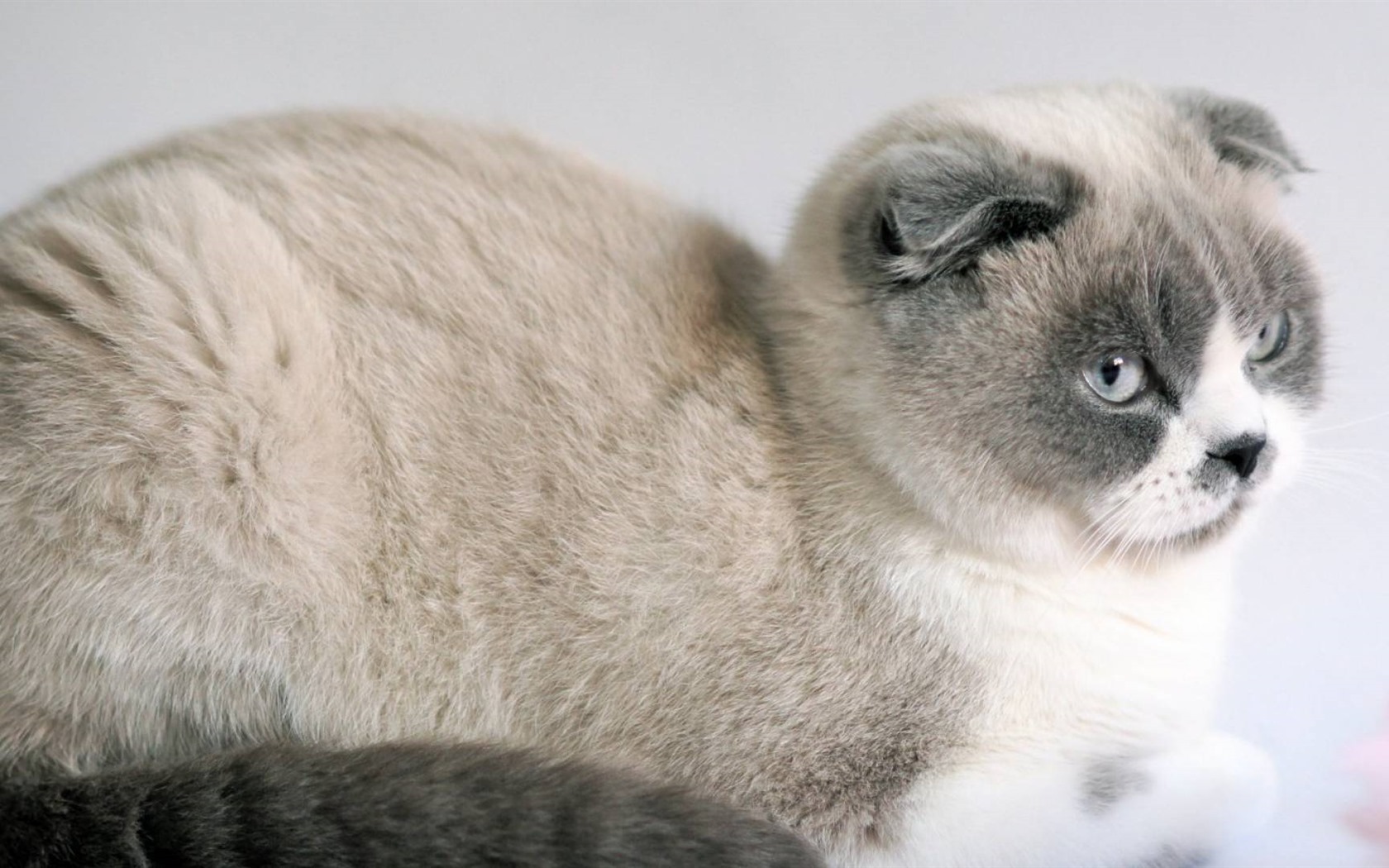 Cute pets, Scottish Fold cat HD wallpapers #5 - 1680x1050