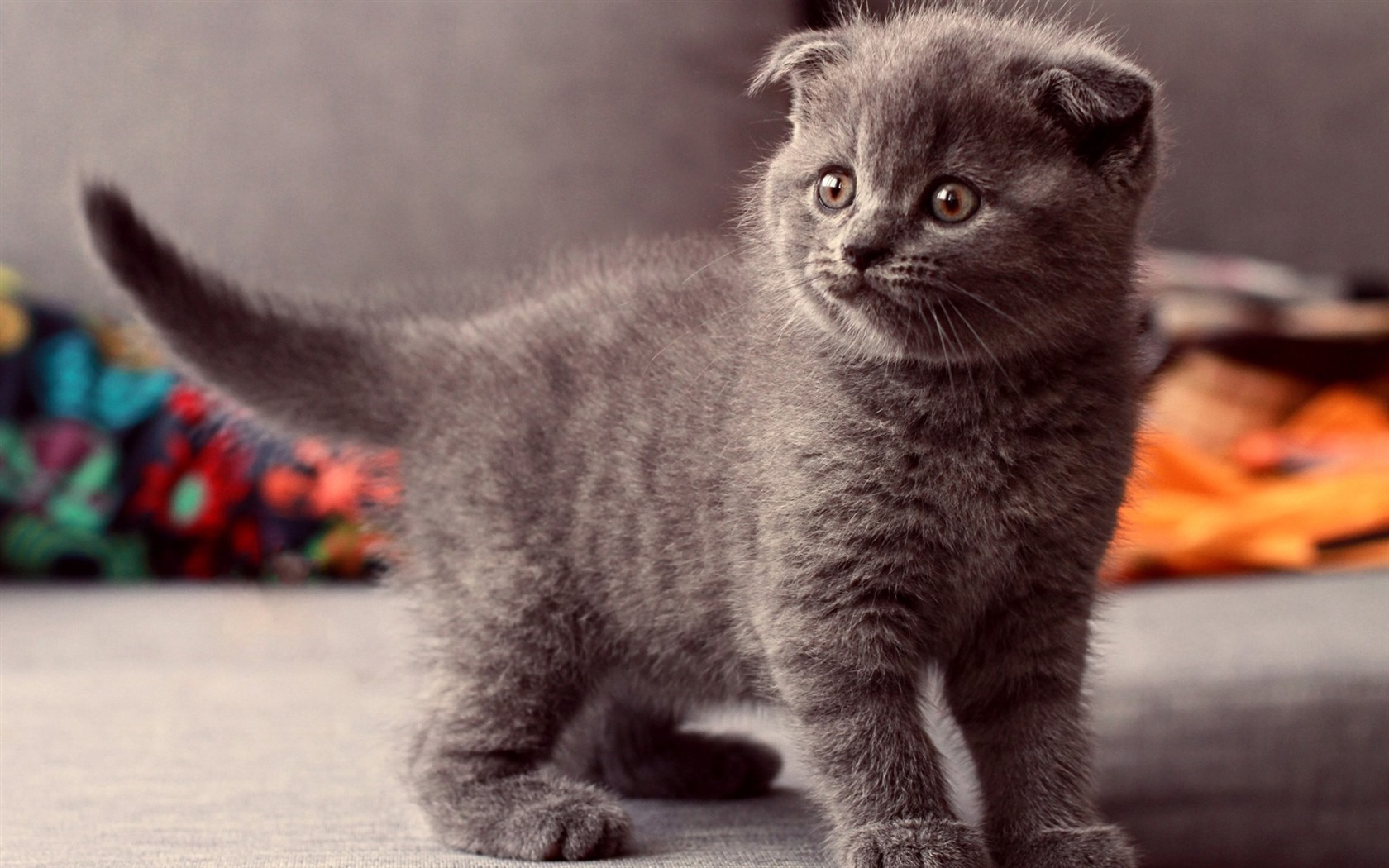 Roztomilé domácí zvířata, Scottish Fold kočka HD tapety na plochu #7 - 1680x1050