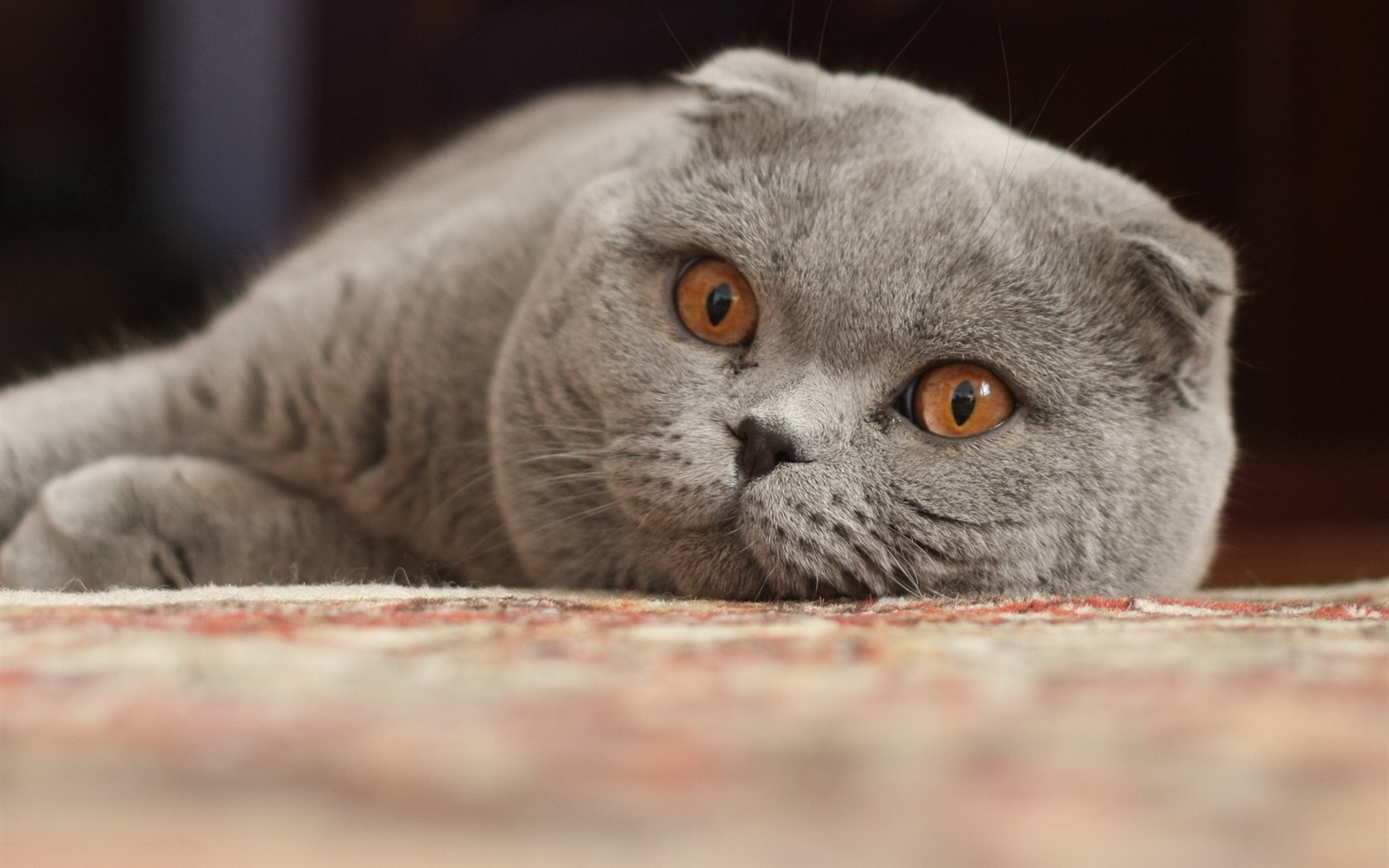 Roztomilé domácí zvířata, Scottish Fold kočka HD tapety na plochu #13 - 1680x1050