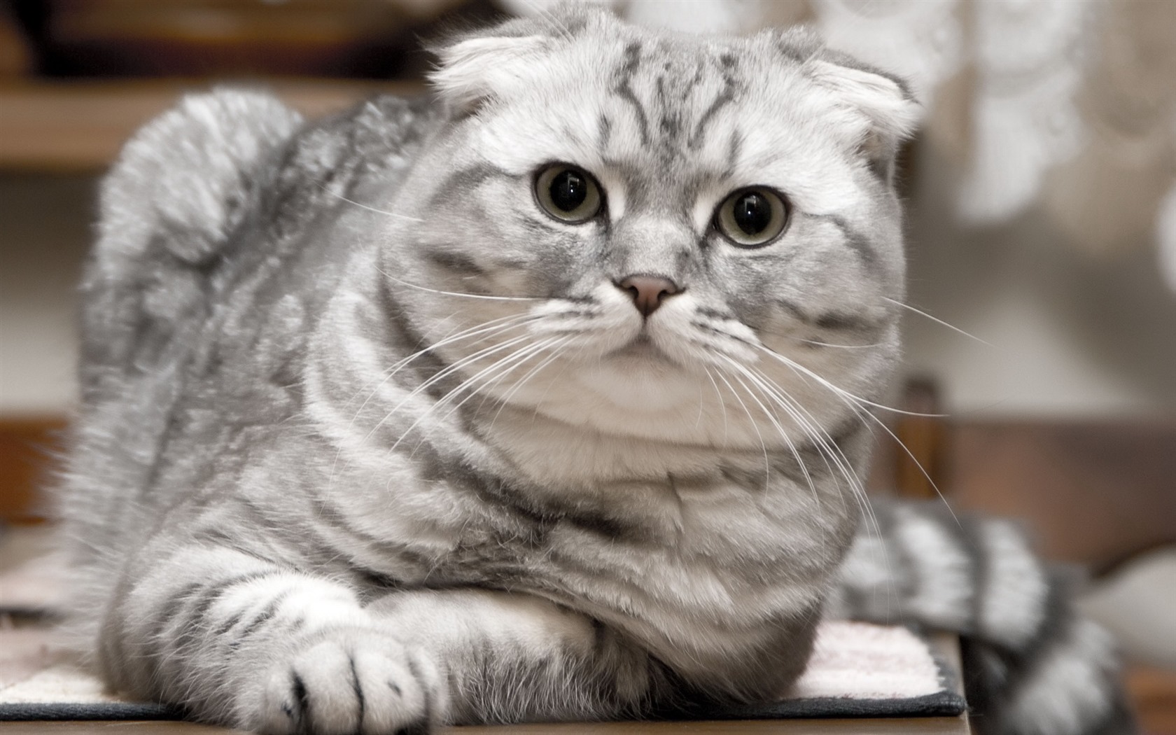 Roztomilé domácí zvířata, Scottish Fold kočka HD tapety na plochu #14 - 1680x1050