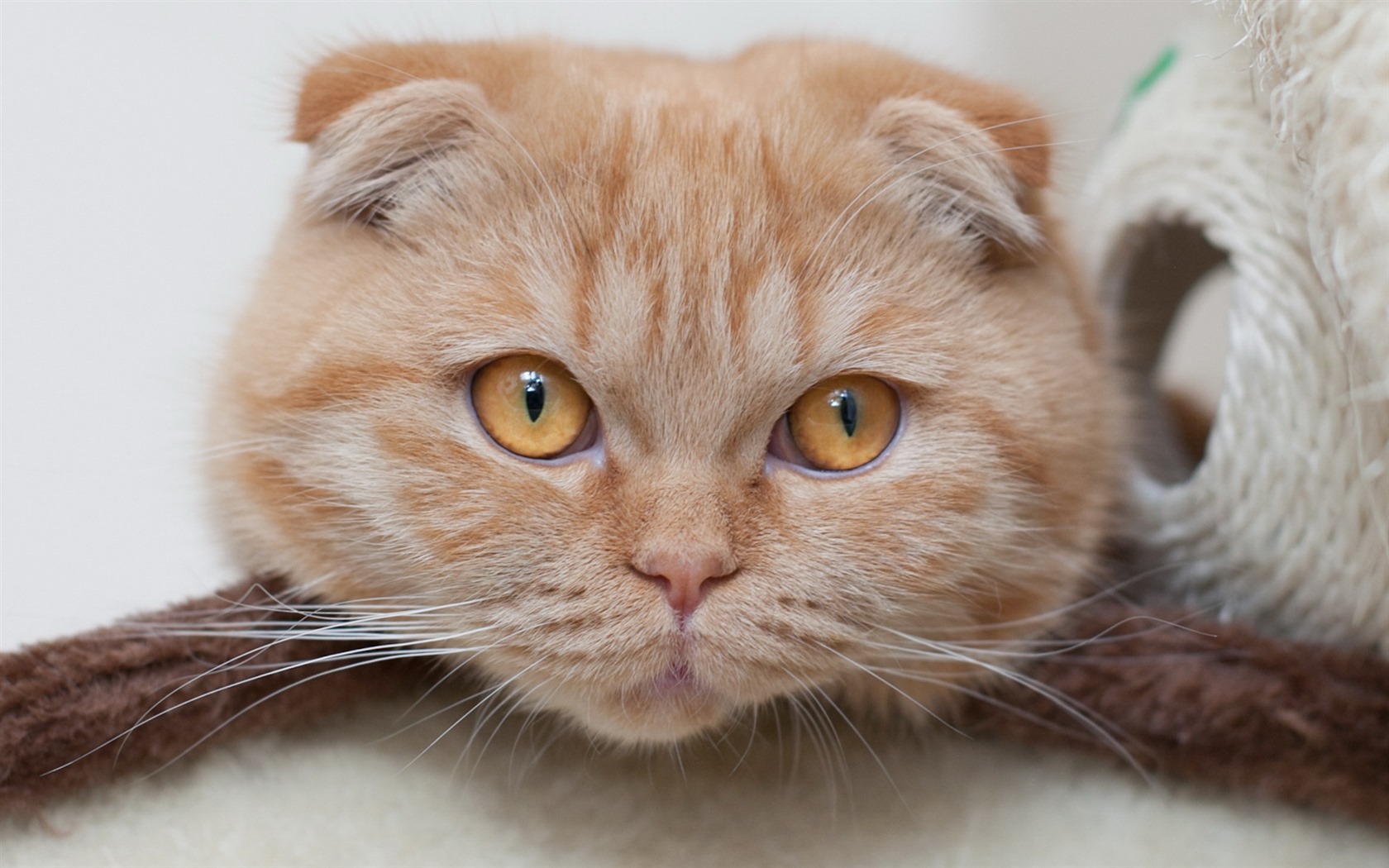 Roztomilé domácí zvířata, Scottish Fold kočka HD tapety na plochu #15 - 1680x1050