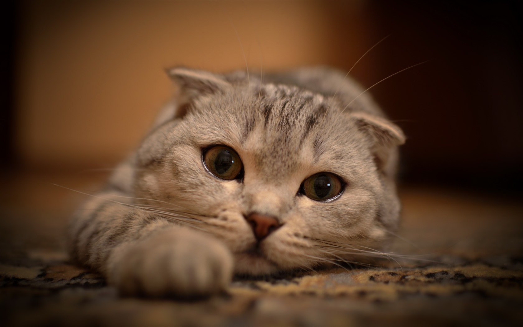 Roztomilé domácí zvířata, Scottish Fold kočka HD tapety na plochu #21 - 1680x1050