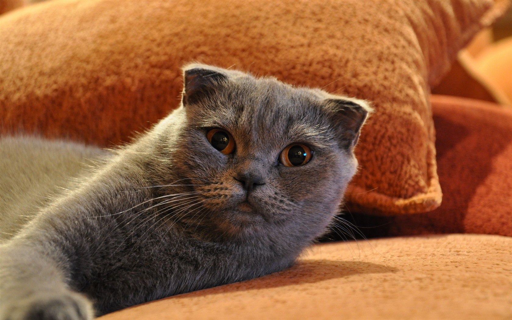 Roztomilé domácí zvířata, Scottish Fold kočka HD tapety na plochu #25 - 1680x1050