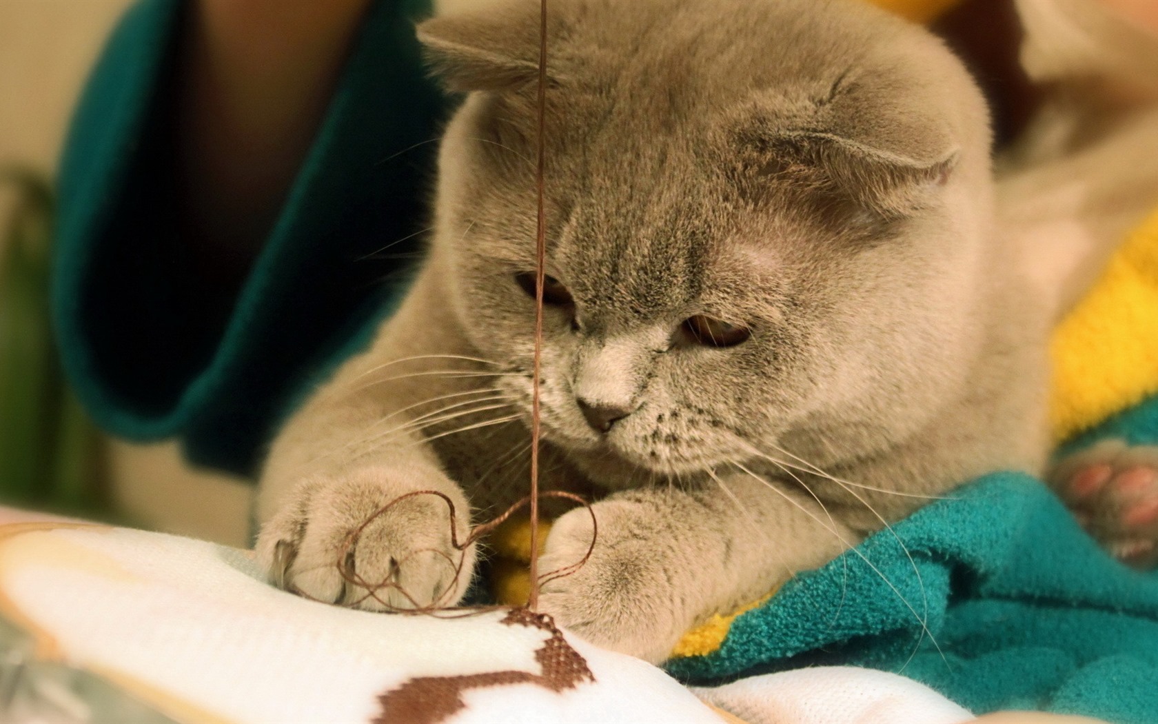 Cute pets, Scottish Fold cat HD wallpapers #26 - 1680x1050