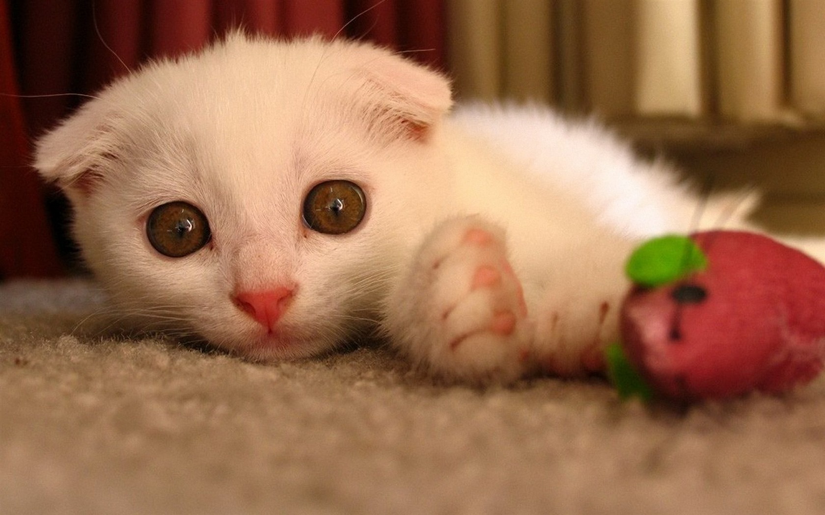 Roztomilé domácí zvířata, Scottish Fold kočka HD tapety na plochu #30 - 1680x1050