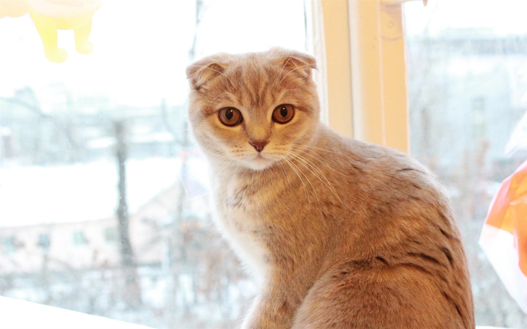 Roztomilé domácí zvířata, Scottish Fold kočka HD tapety na plochu #31 - 1680x1050