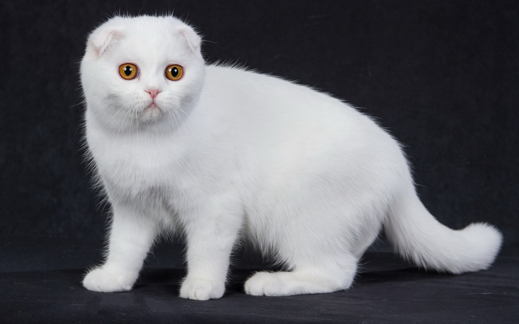 Roztomilé domácí zvířata, Scottish Fold kočka HD tapety na plochu #39 - 1680x1050