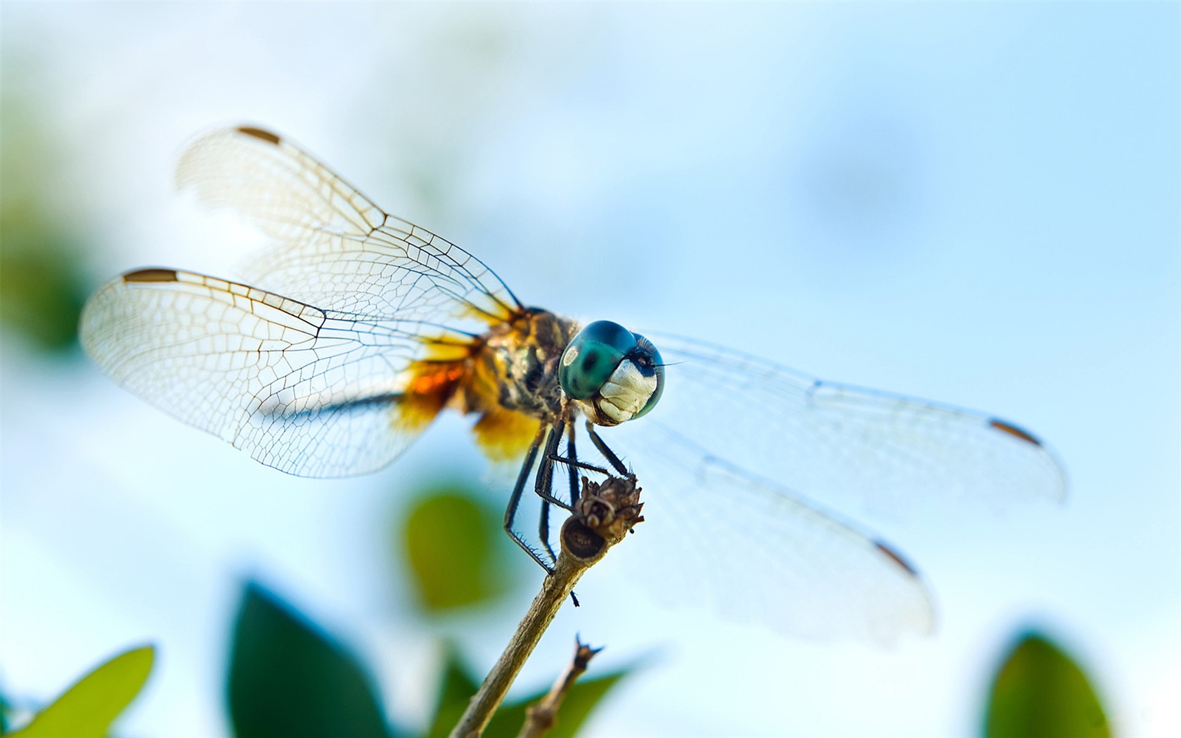 Insect close-up, dragonfly HD wallpapers #1 - 1680x1050