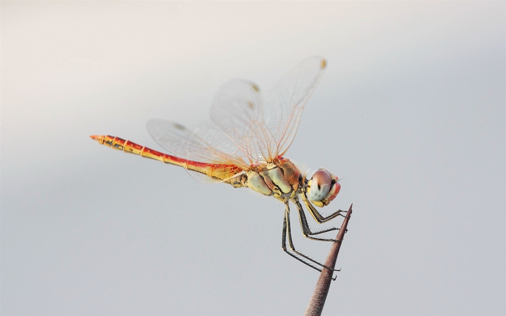 Insect close-up, dragonfly HD wallpapers #6 - 1680x1050