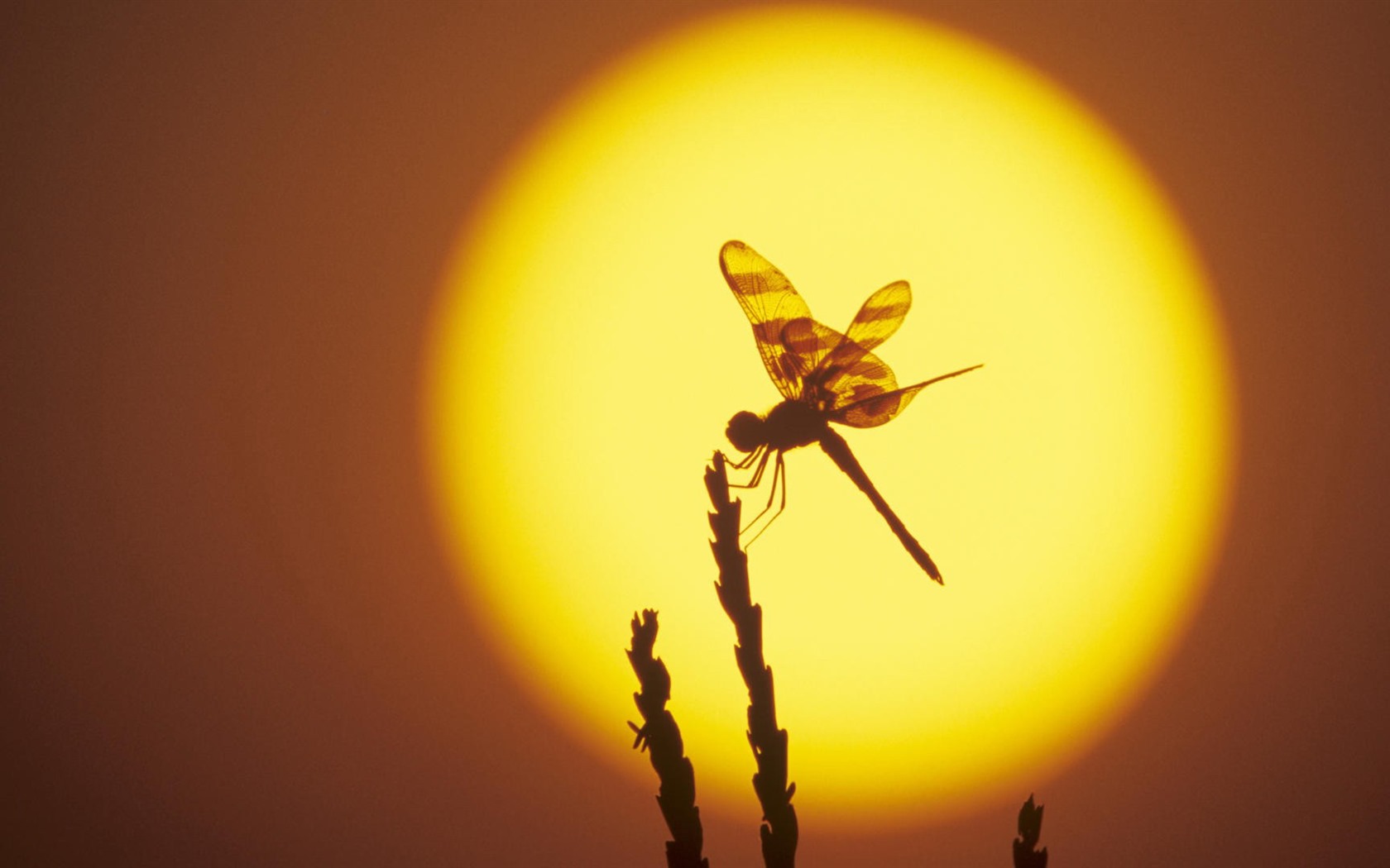 Insect close-up, dragonfly HD wallpapers #19 - 1680x1050
